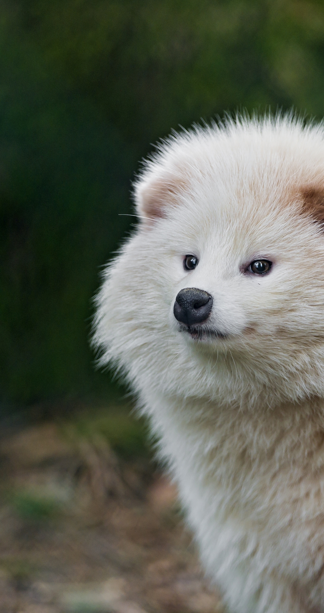 Картинка: Енотовидная, собака, хищник, всеядный, белый, пушистый, нос, ушки