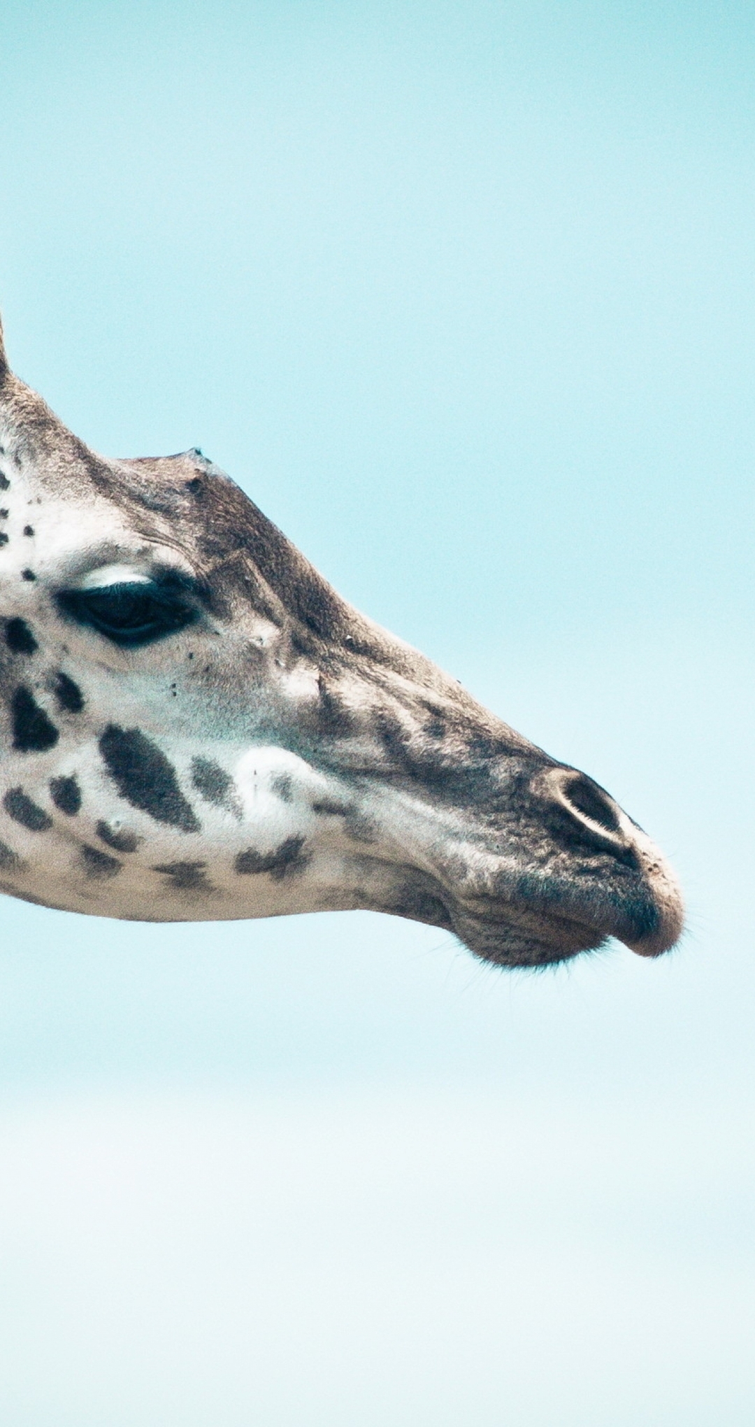 Картинка: Жираф, голова, шея, пятна, глаза, профиль, небо