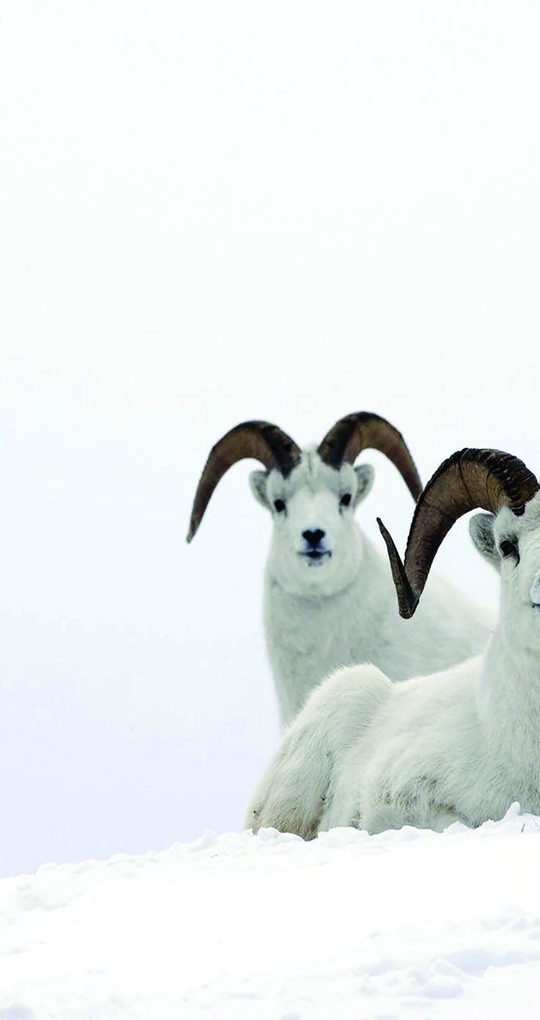 Image: Sheep, horns, mountain, snow