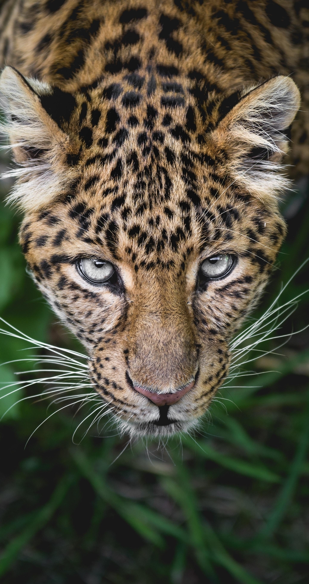 Картинка: Леопард, пятна, морда, хищник, смотрит