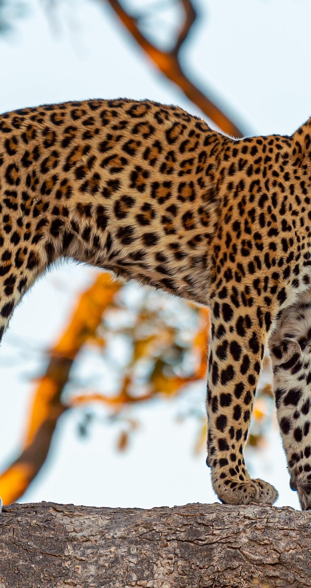 Image: Leopard, cat, predator, tree, trunk, stands, pose