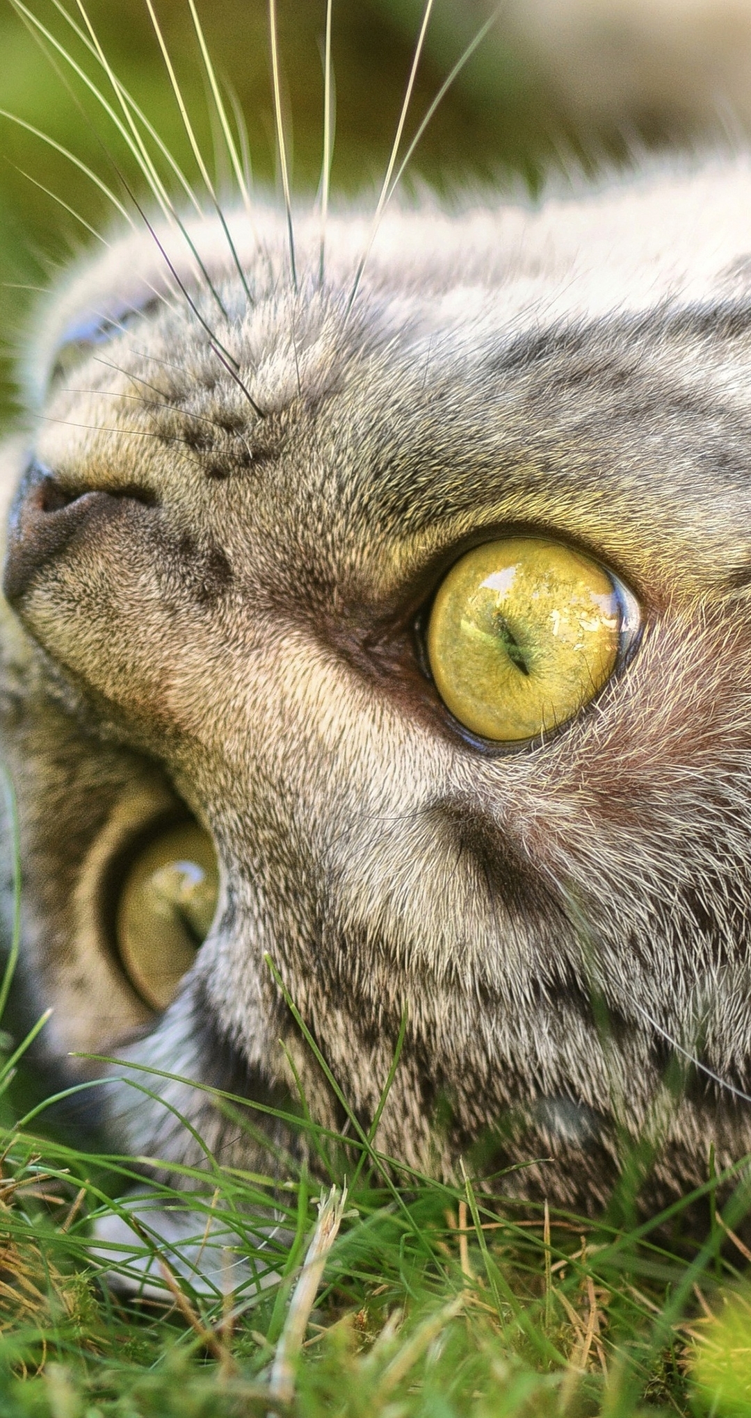 Image: Cat, gray, grass, face, butterfly