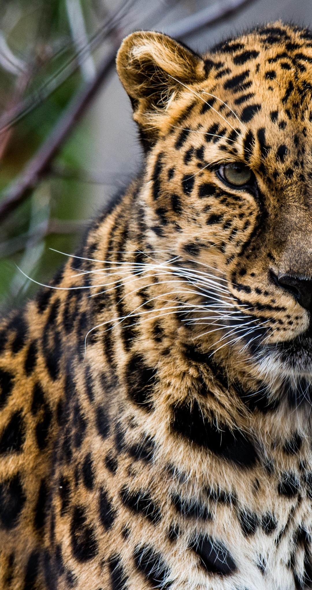 Image: Leopard, predator, cat, animal, whiskers, muzzle