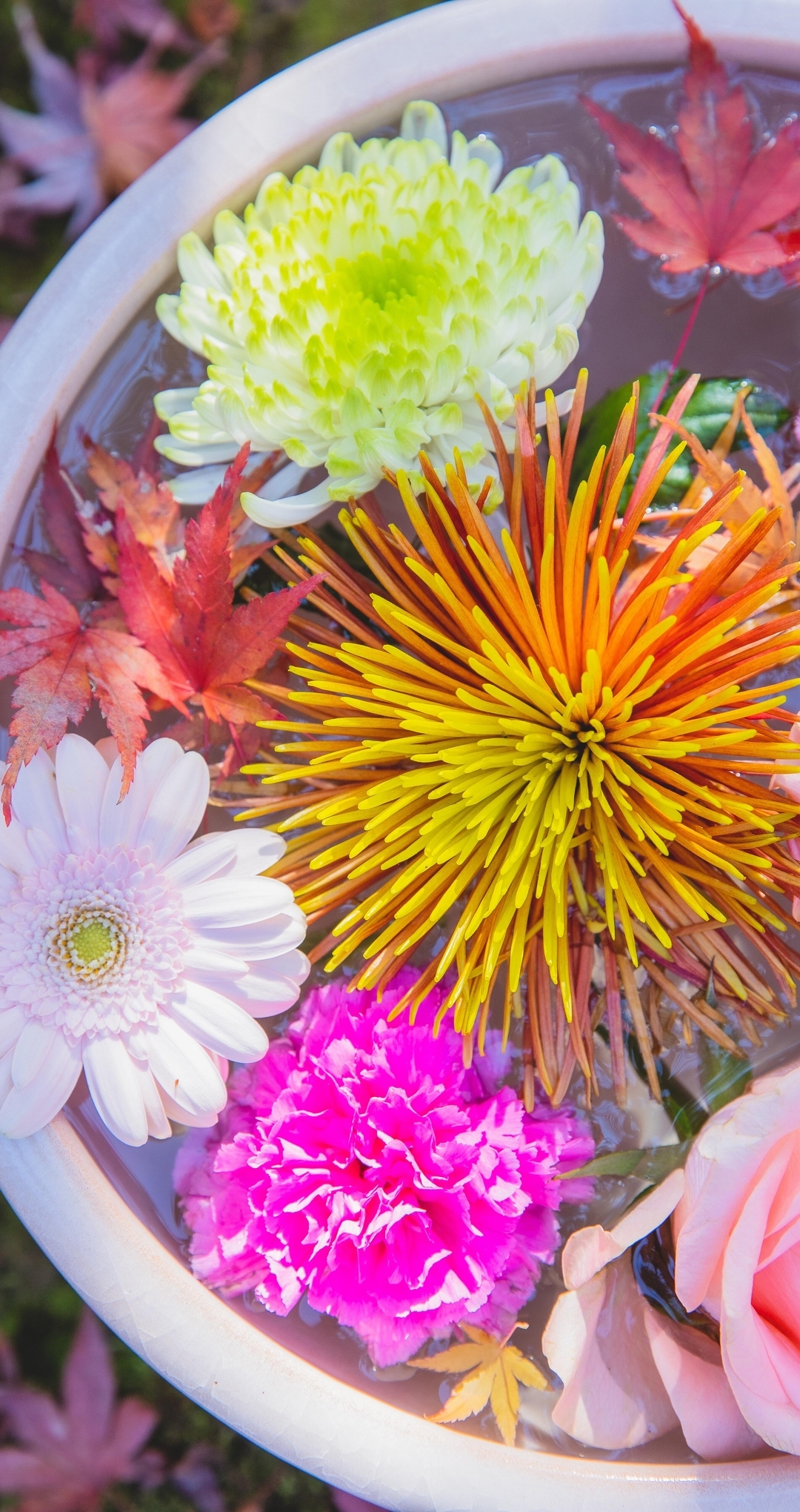 Картинка: Цветы, листья, горшок, вода