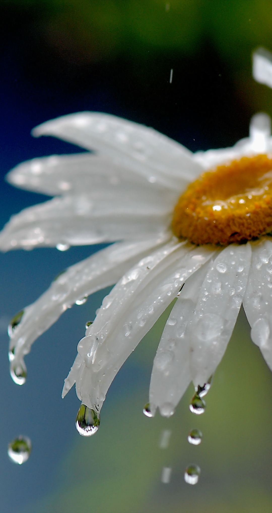Картинка: Ромашка, капли, лепестки, дождь, вода, цветок