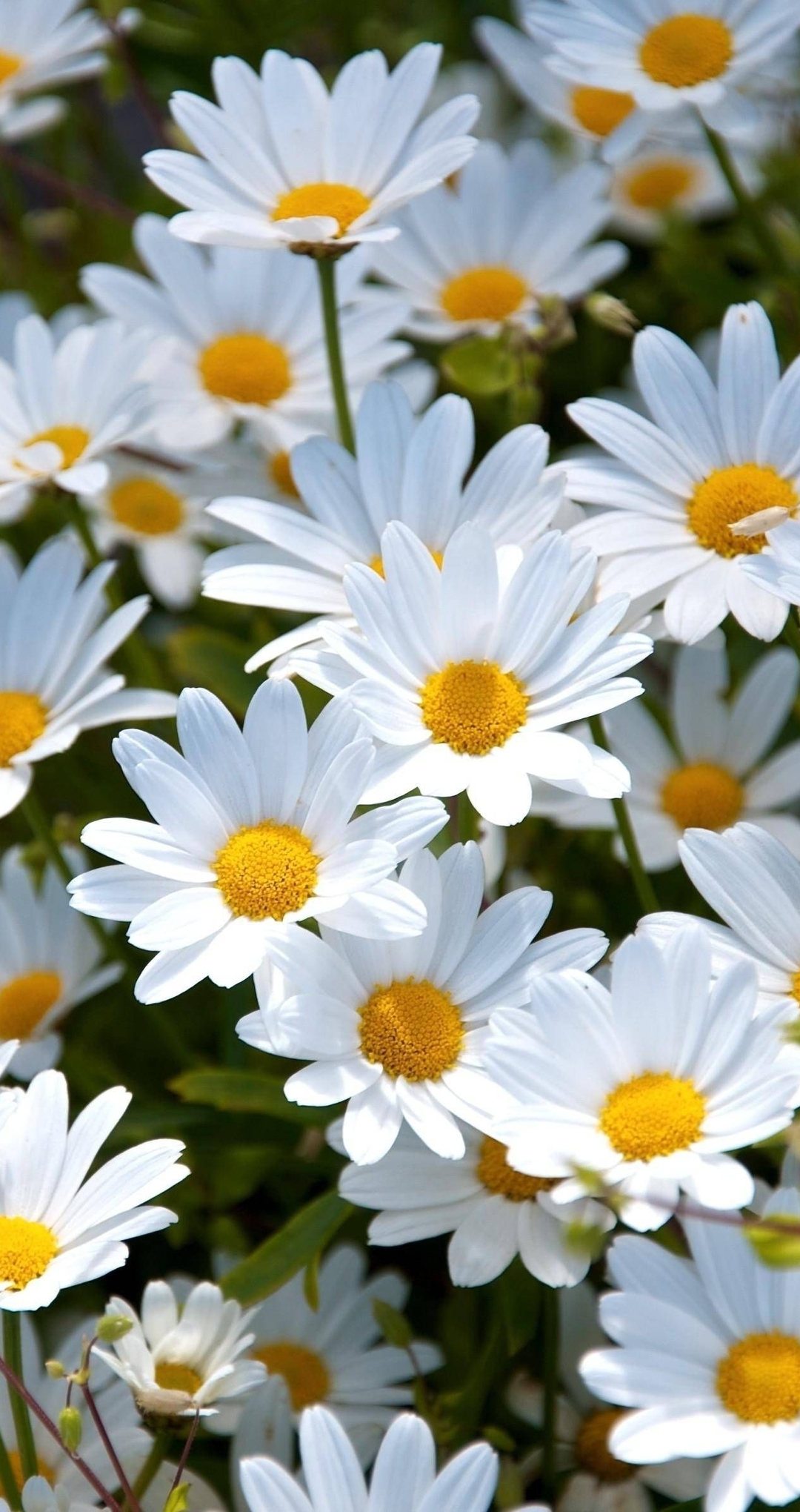 Image: flowers, chamomiles, many, white, petals
