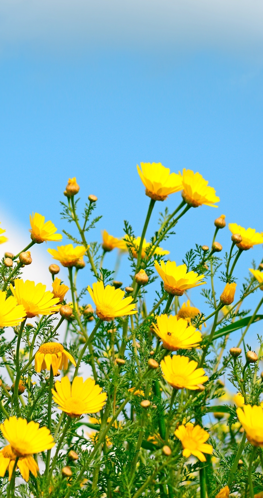 Image: Yellow, flowers, field, sky