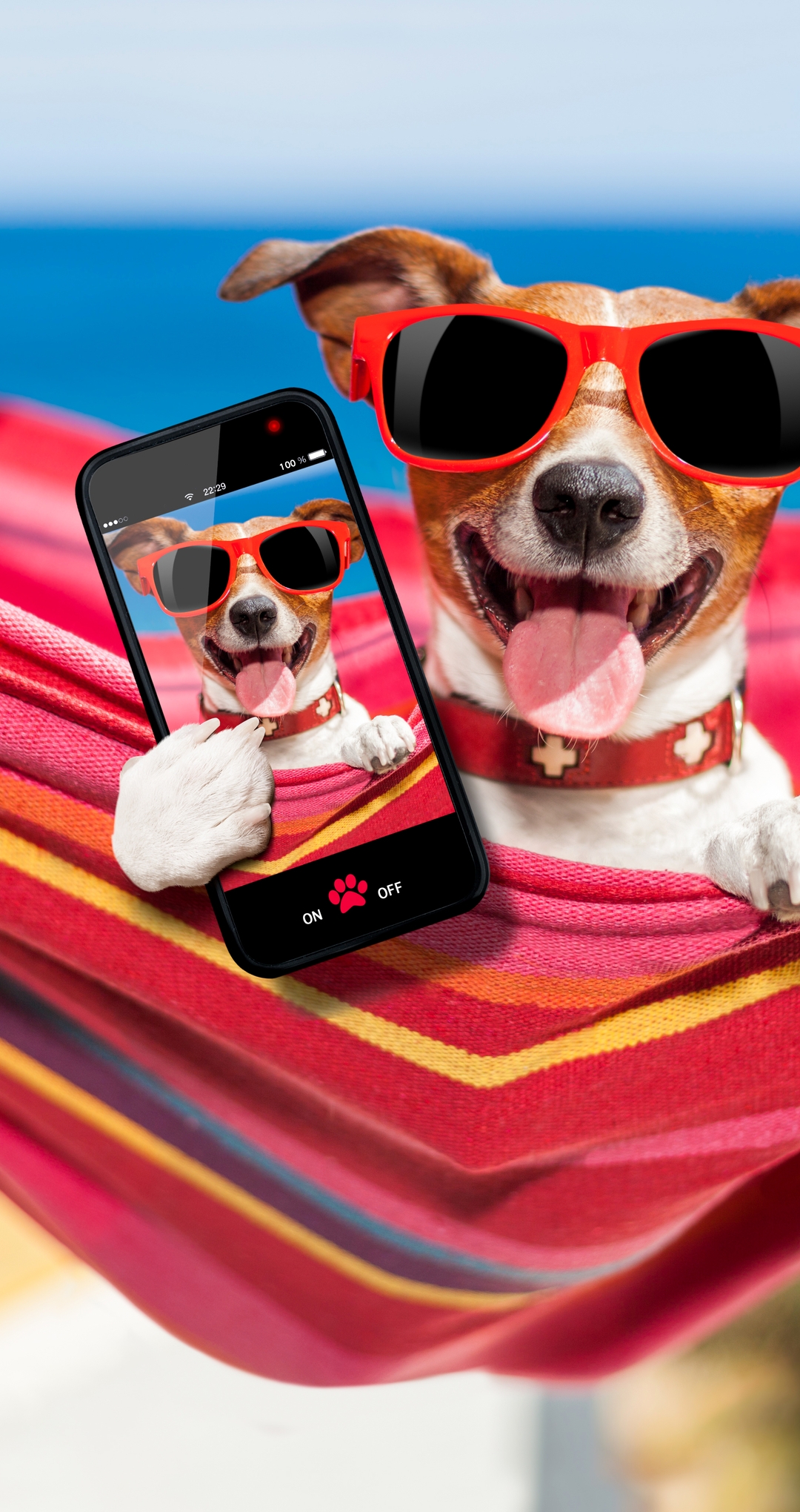 Картинка: Собака, очки, гамак, телефон, отдых, селфи
