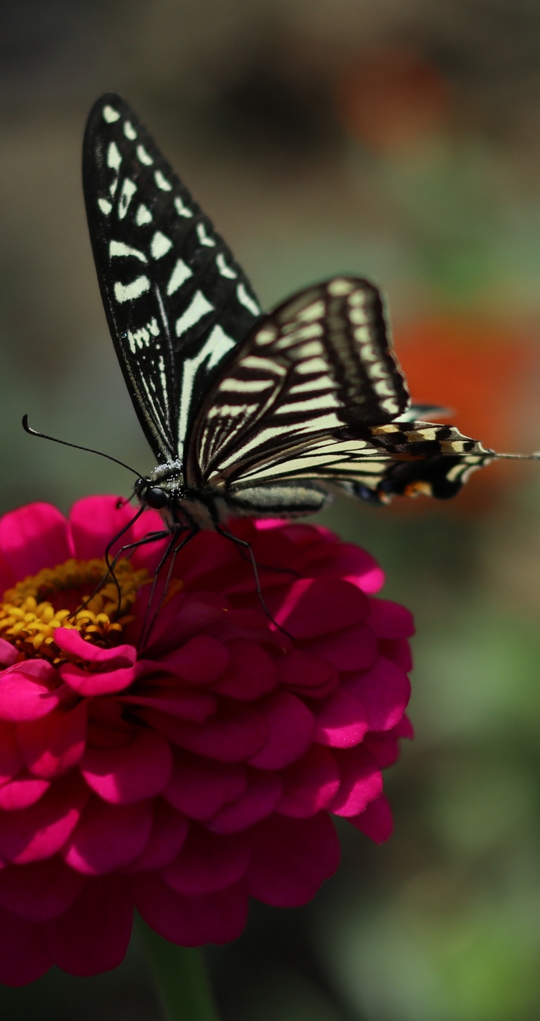 Image: butterfly, black-white butterfly, flowers
