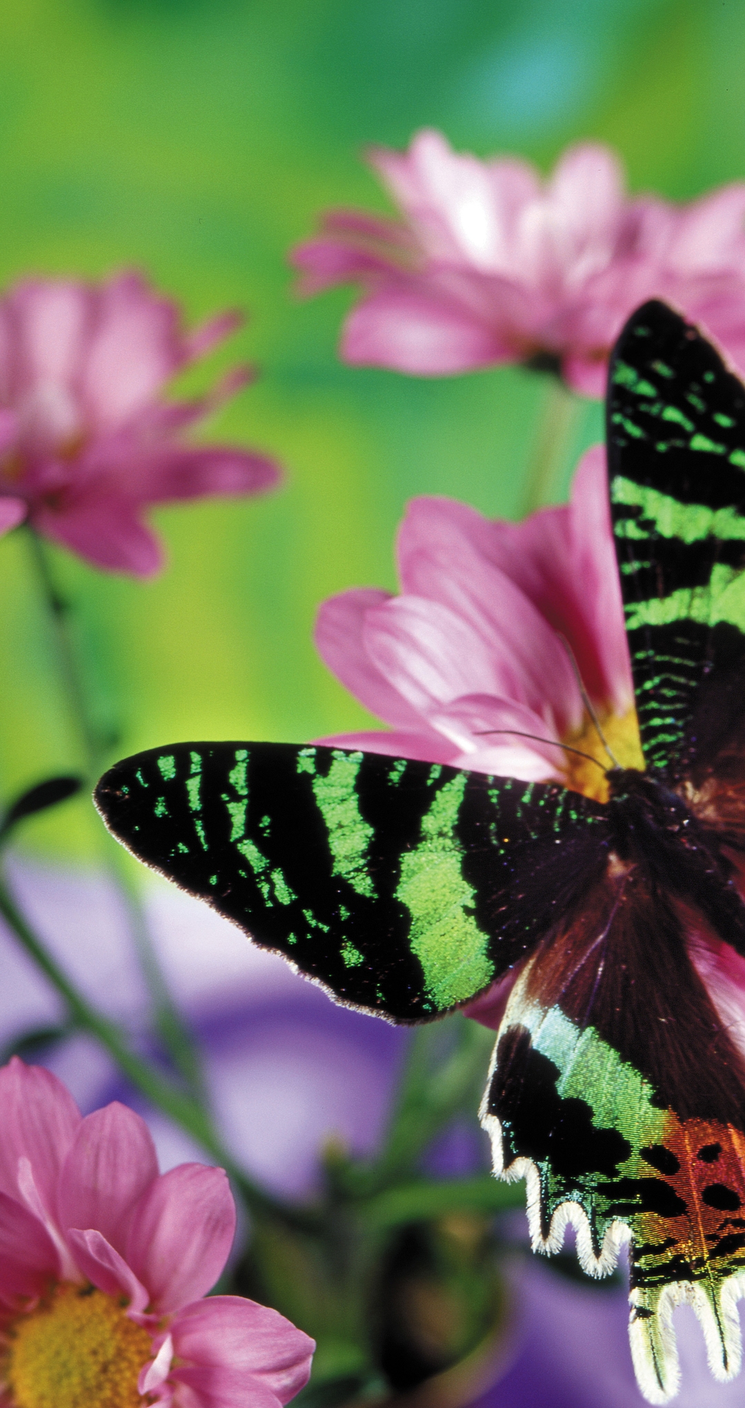 Image: Butterfly, flowers, blur
