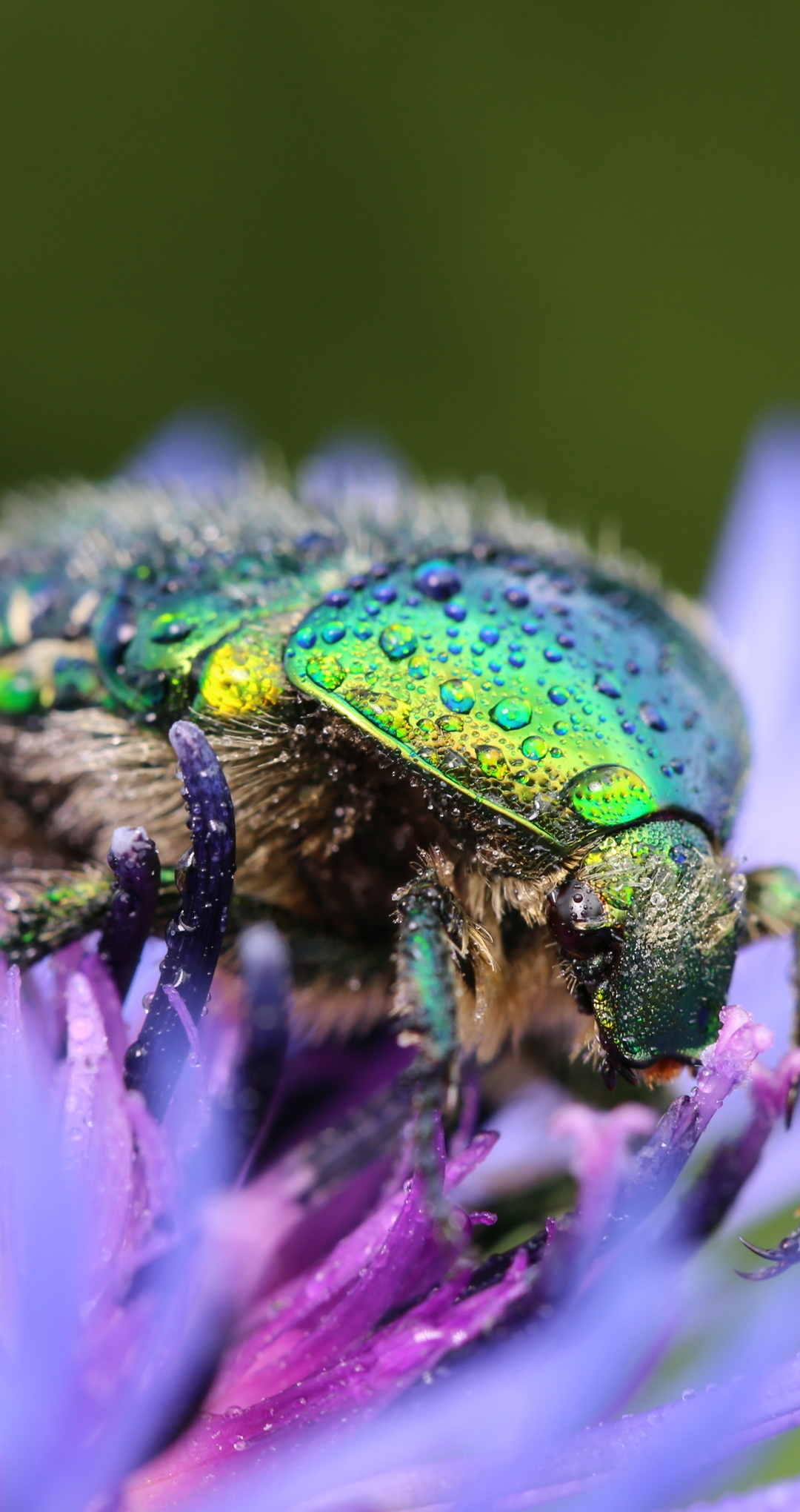 Image: Beetle, chafer, drops, dew, flower, cornflower, macro