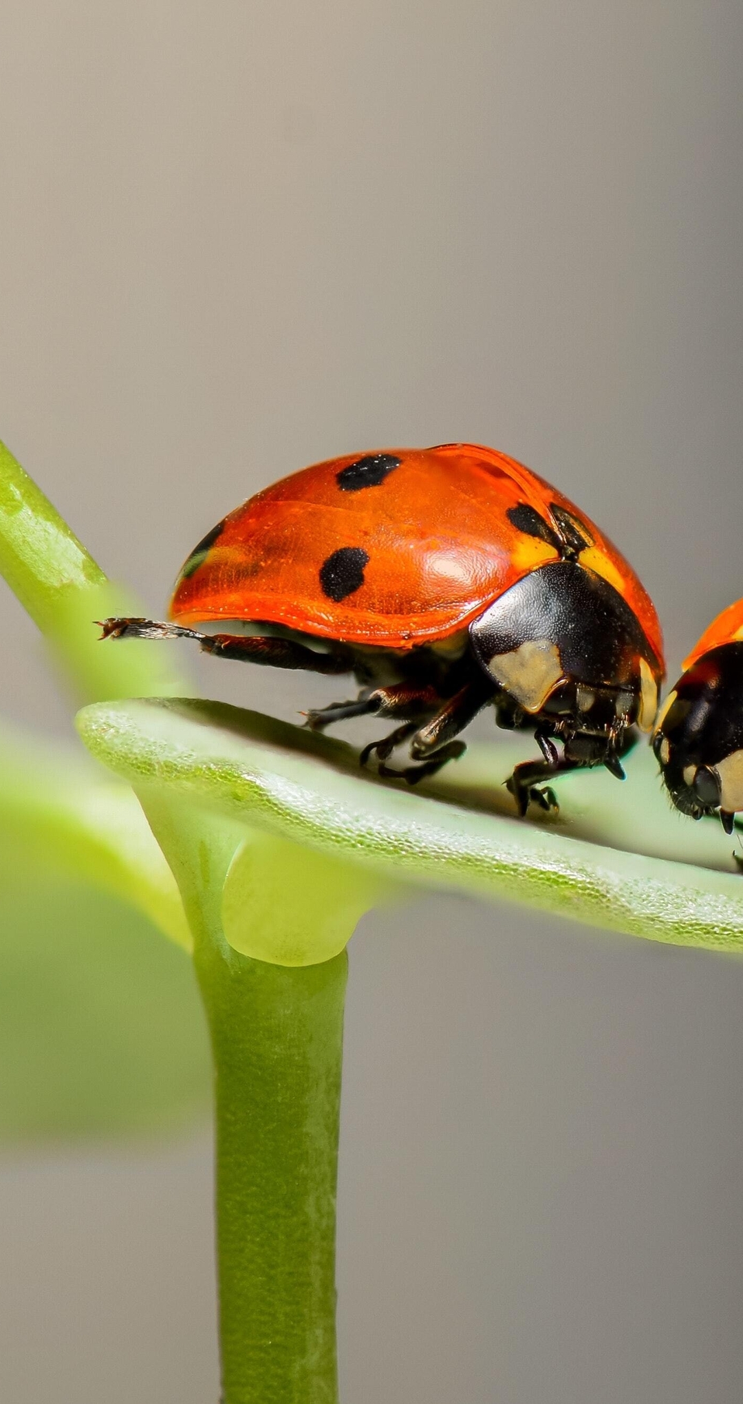 Image: Ladybugs, couple, sit, leaf