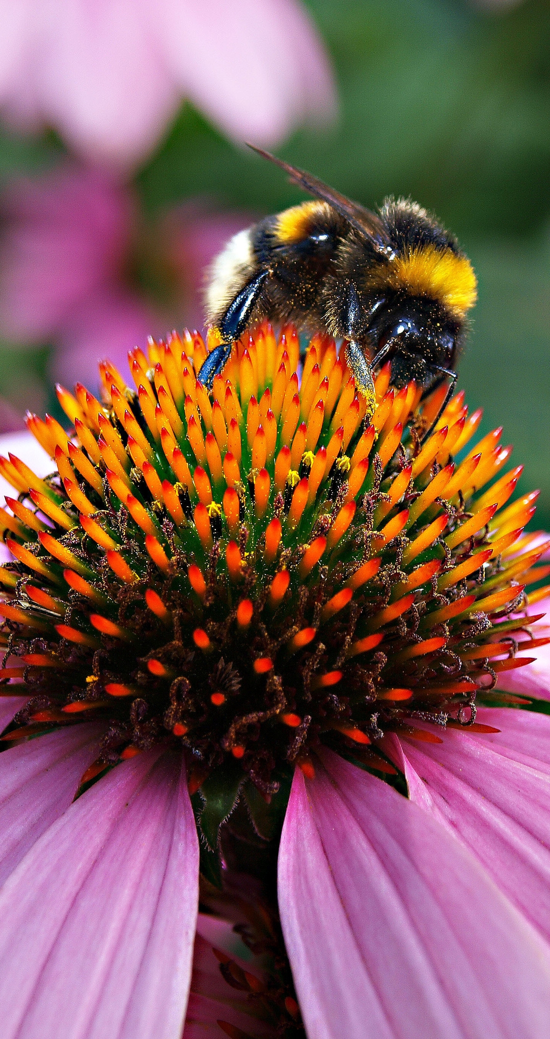 Image: Flower, Coneflower, bumblebee, sits, collects, pollen
