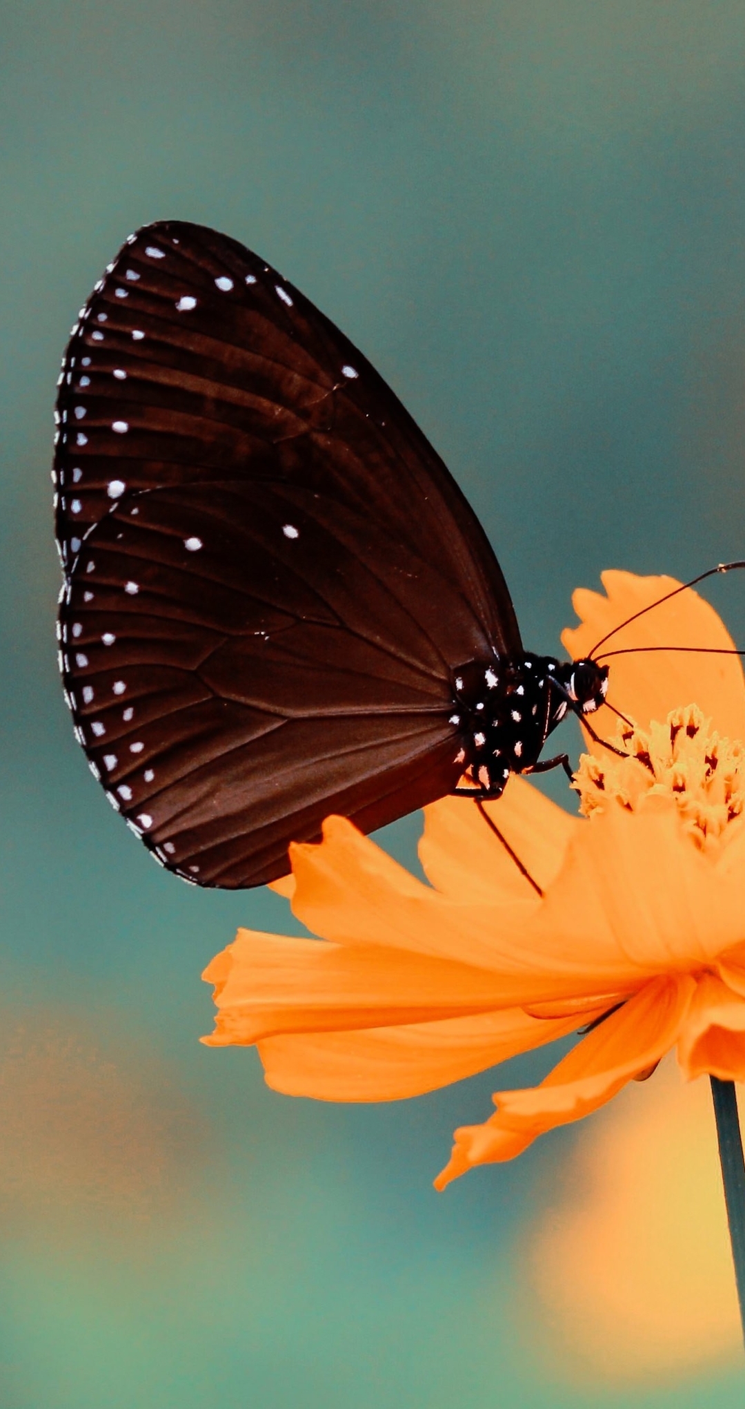 Image: Butterfly, flower, yellow, blurred background
