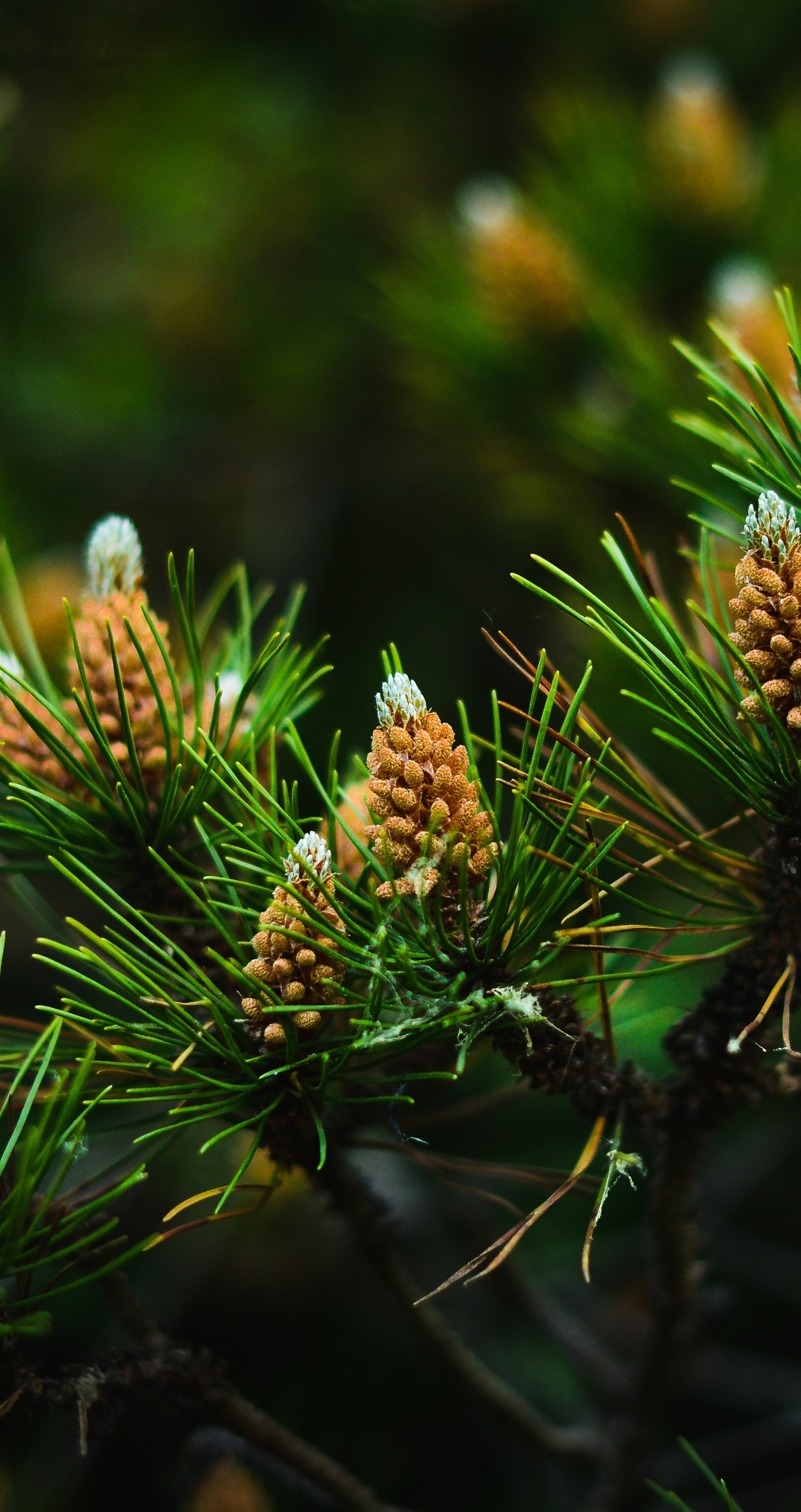 Image: Pine, needles, cones, branches