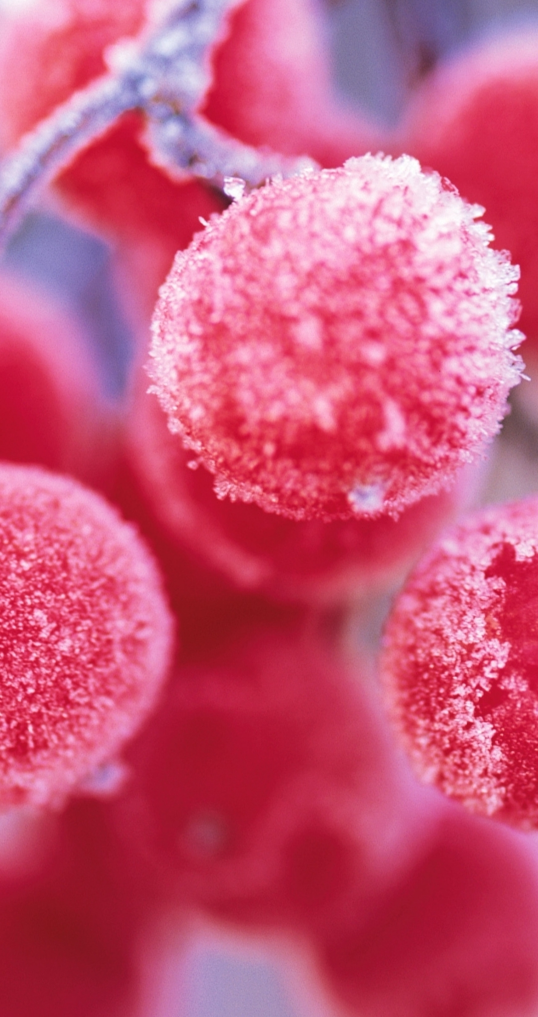 Image: Berries, rowan, branch, hoarfrost, frozen, blur