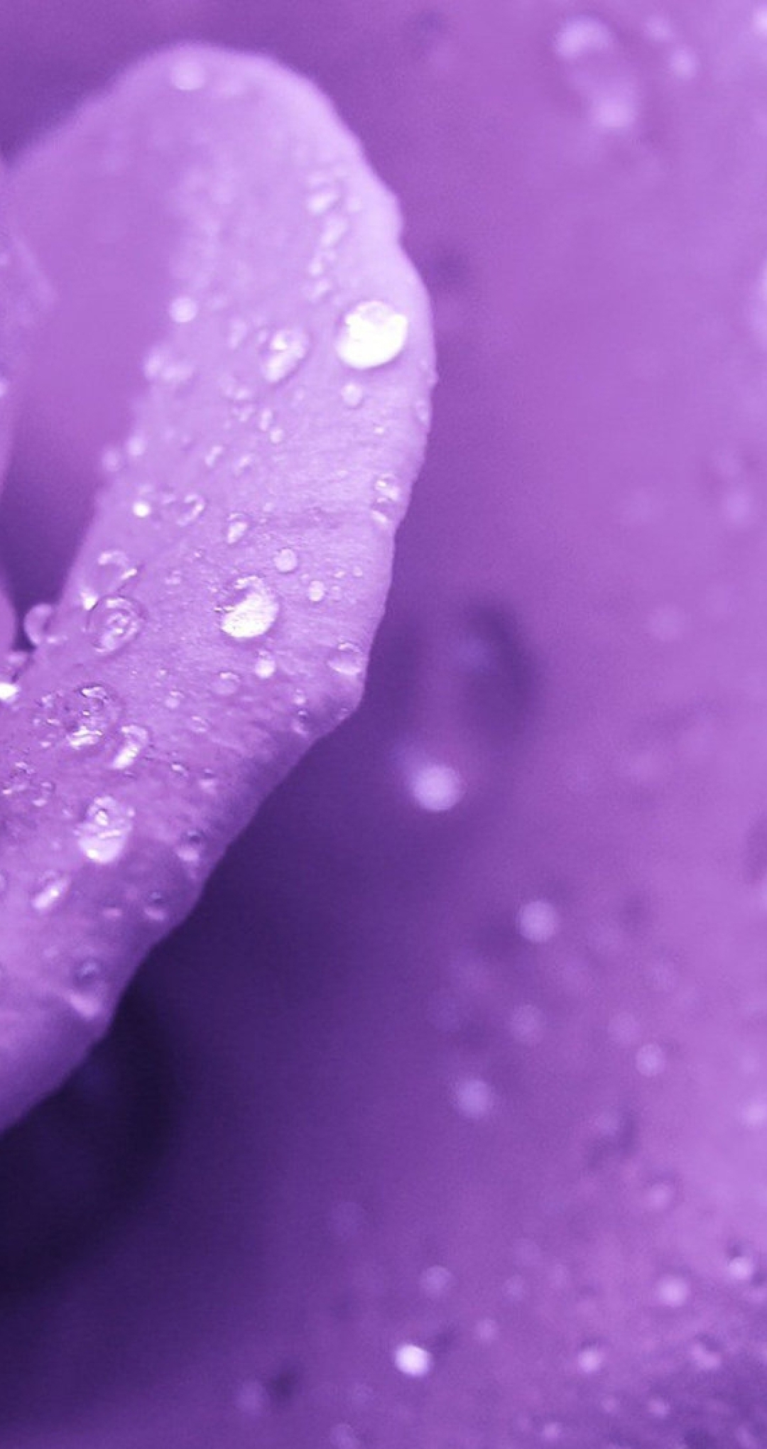 Image: Rose, drops, water, purple background