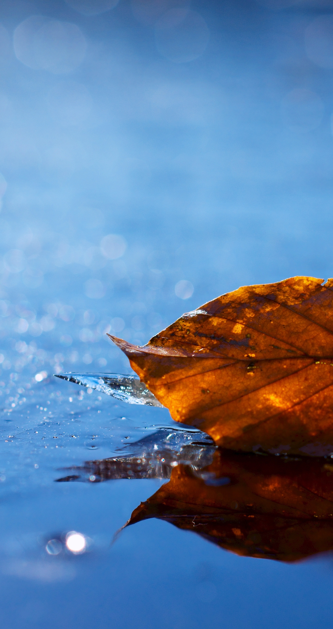 Image: Leaf, water, reflection, bokeh, fallen, lies