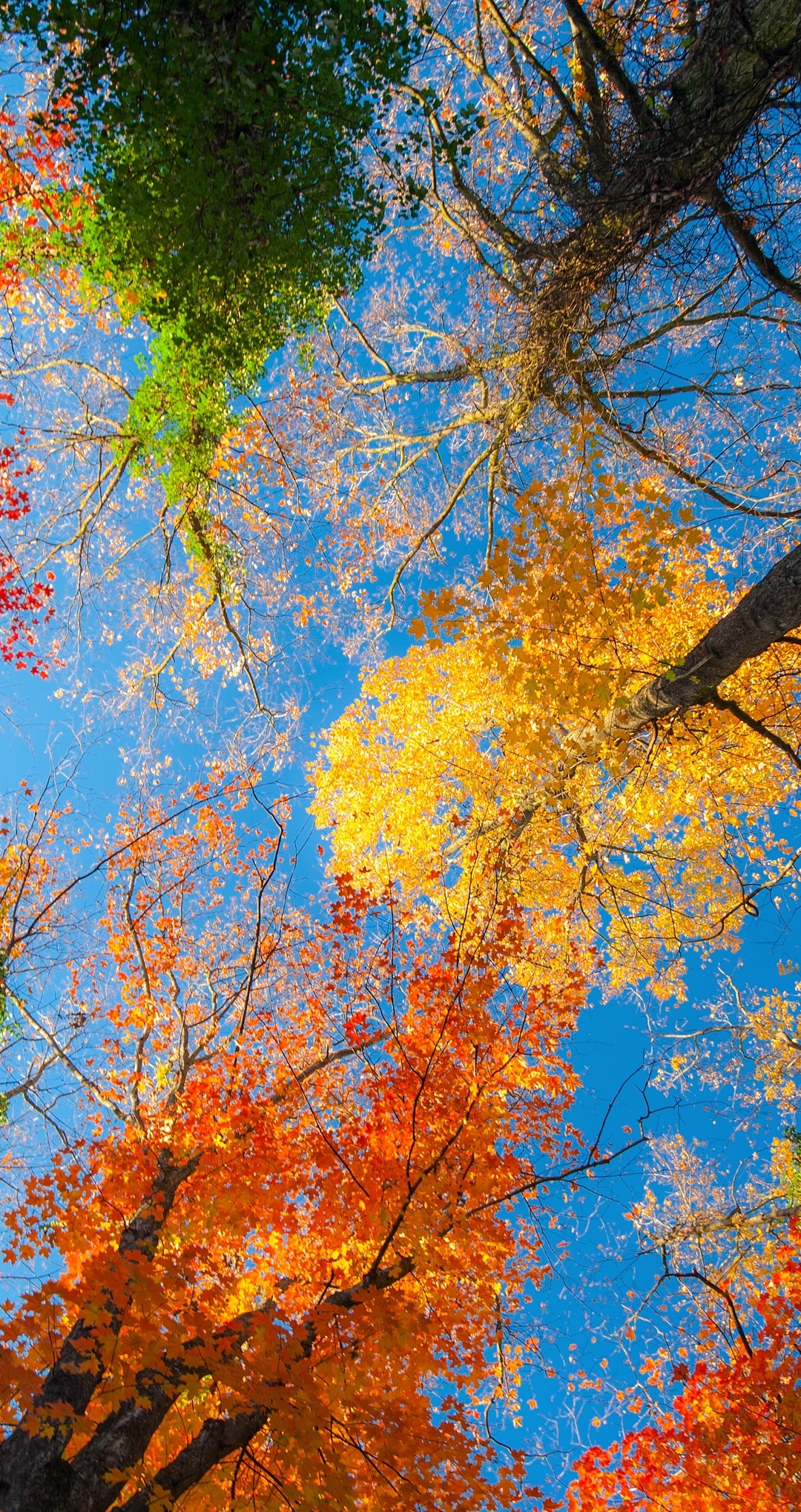 Картинка: Деревья, кроны, листья, ветки, желтый, зелёный, оранжевый, небо, голубой, осень