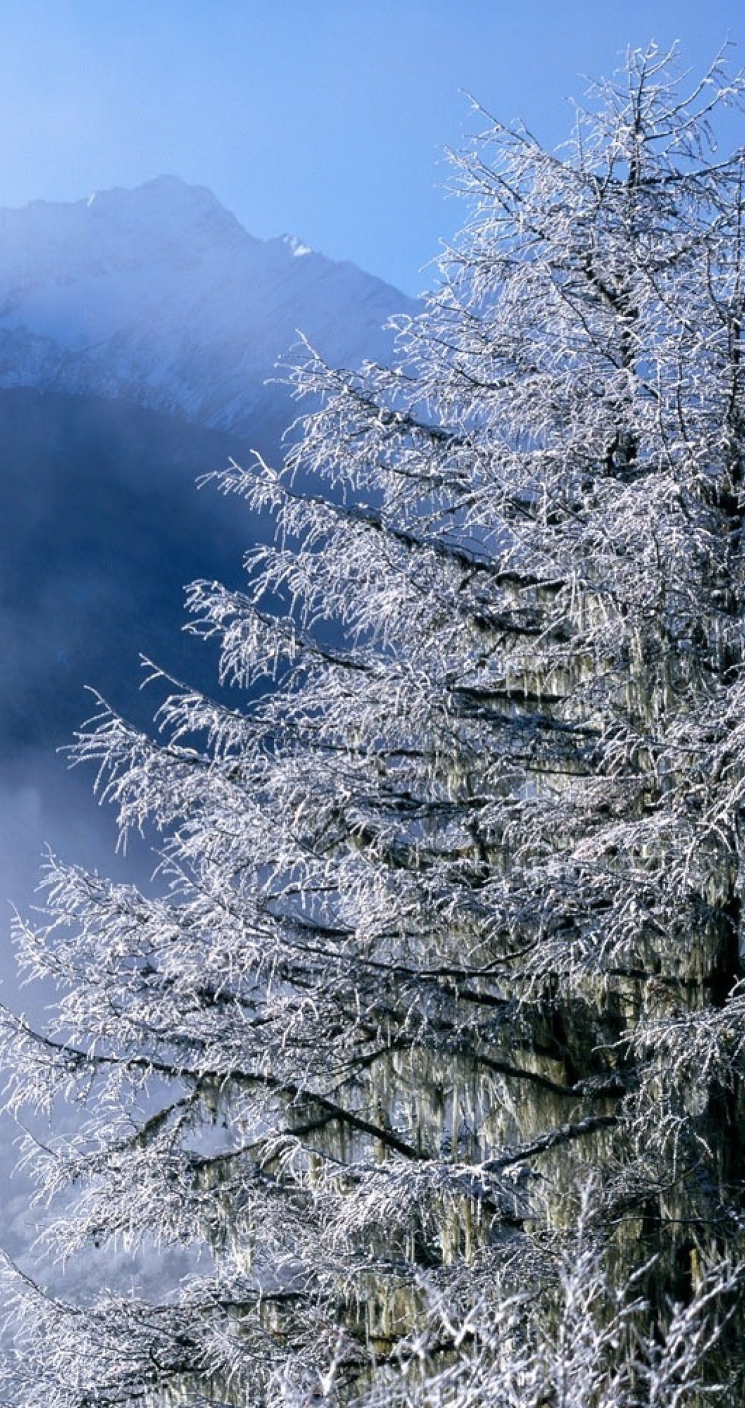 Картинка: Дерево, зима, снег, иней, горы, небо