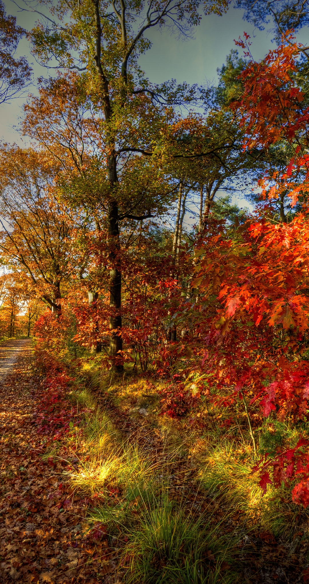 Картинка: Осень, дорожка, деревья, листья, трава, небо