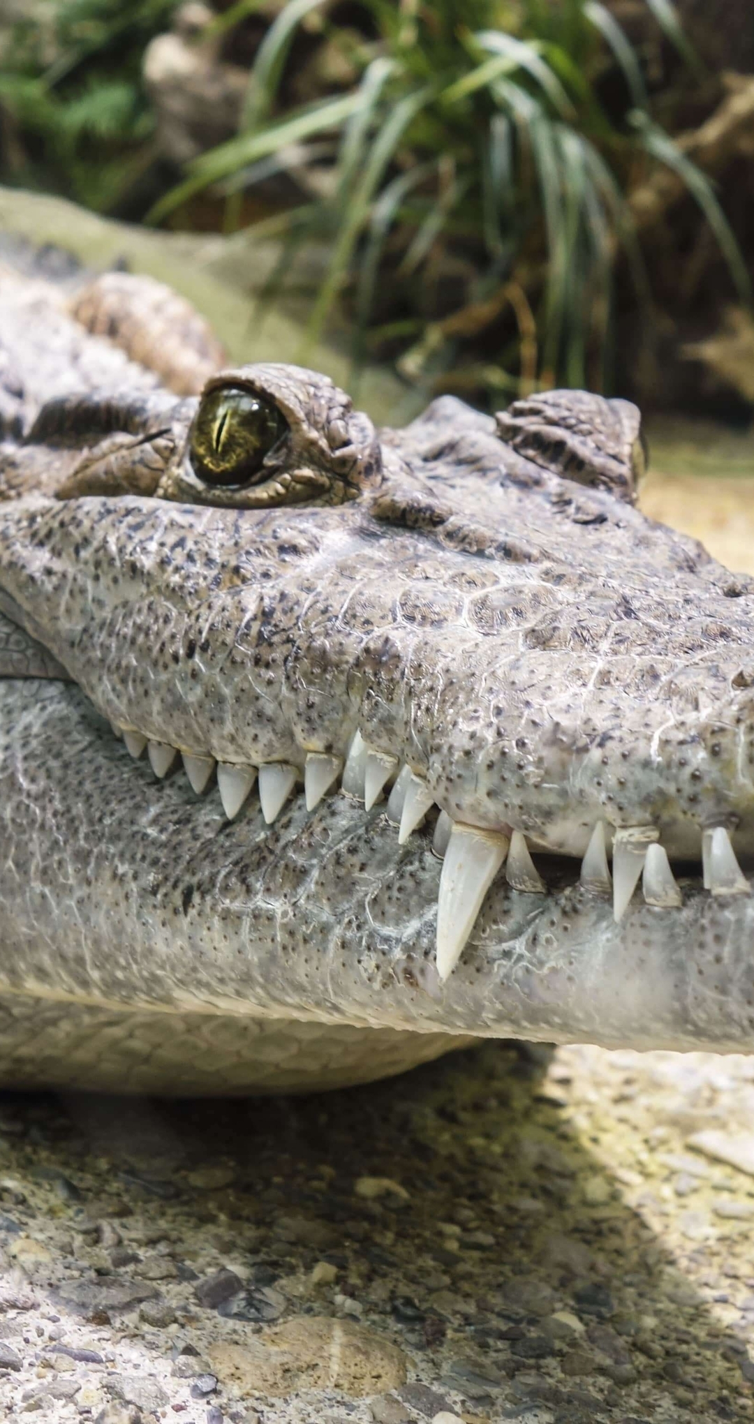 Image: Crocodile, reptile, muzzle, teeth, mouth, eye, stone