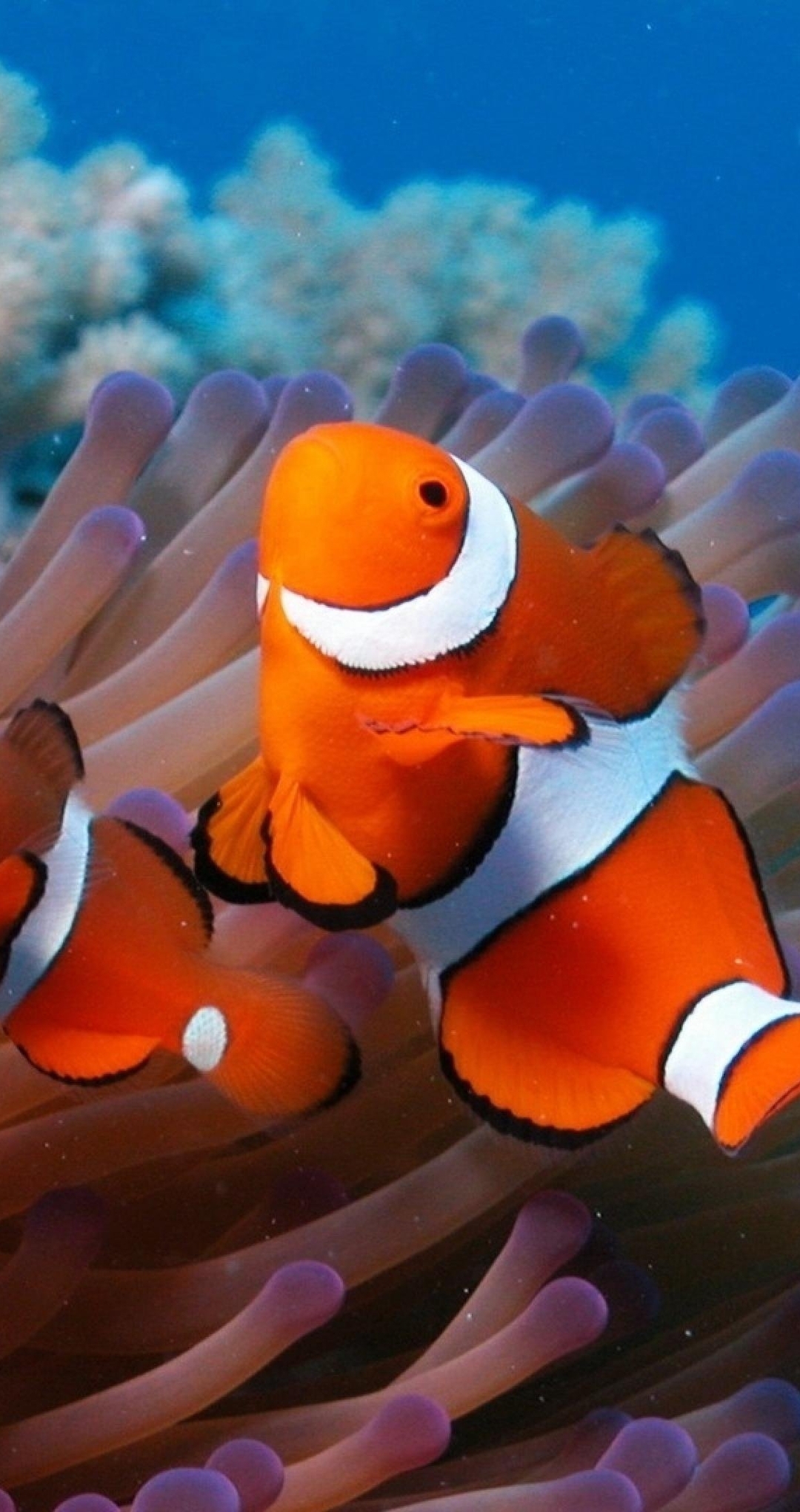 Картинка: Рыбки, две, кораллы, вода, морское дно, актиния, риф