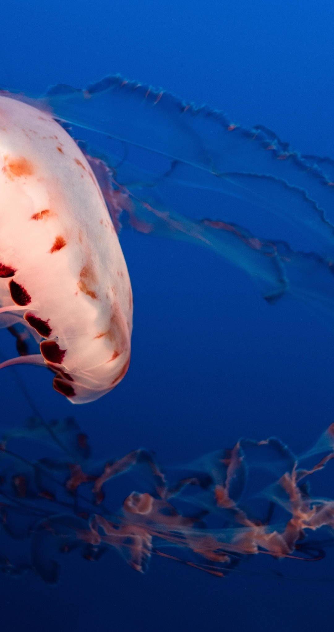 Image: Jellyfish, blue, ocean, tentacles, Chrysaora melanaster