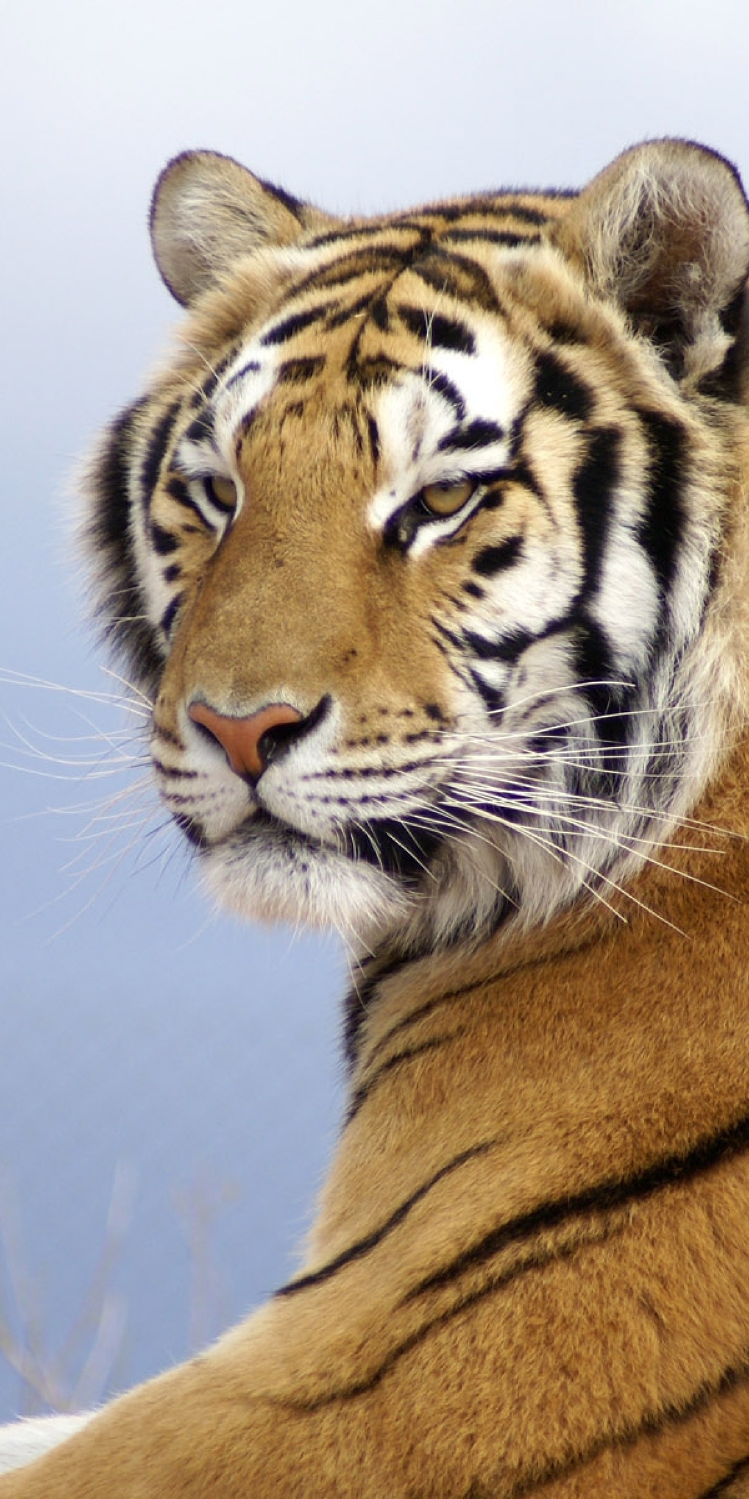 Image: Cat, large, Tiger, striped, Amur, look, predator, muzzle