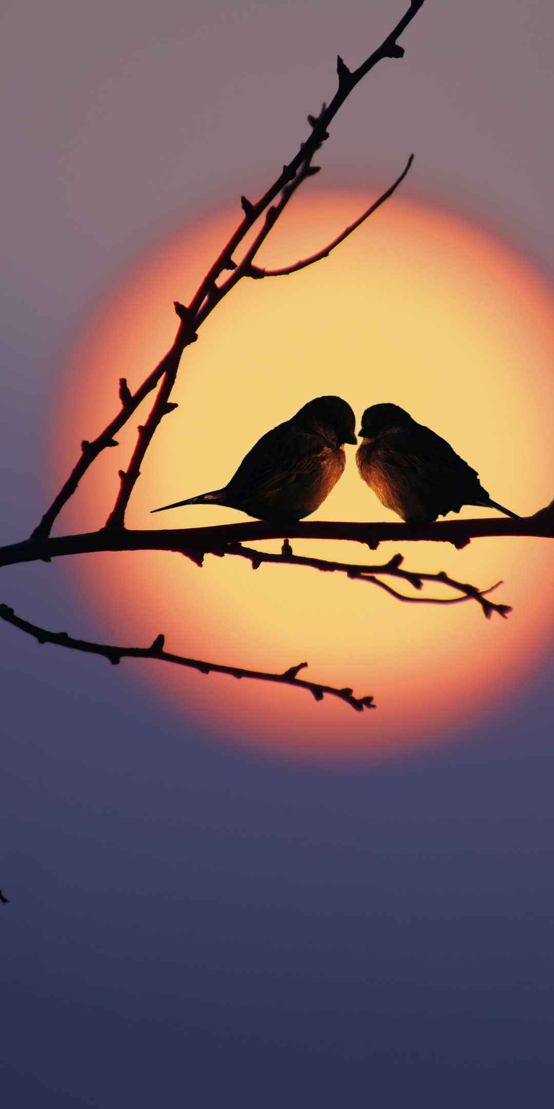 Image: Birds, couple, branch, sunset, evening, sun