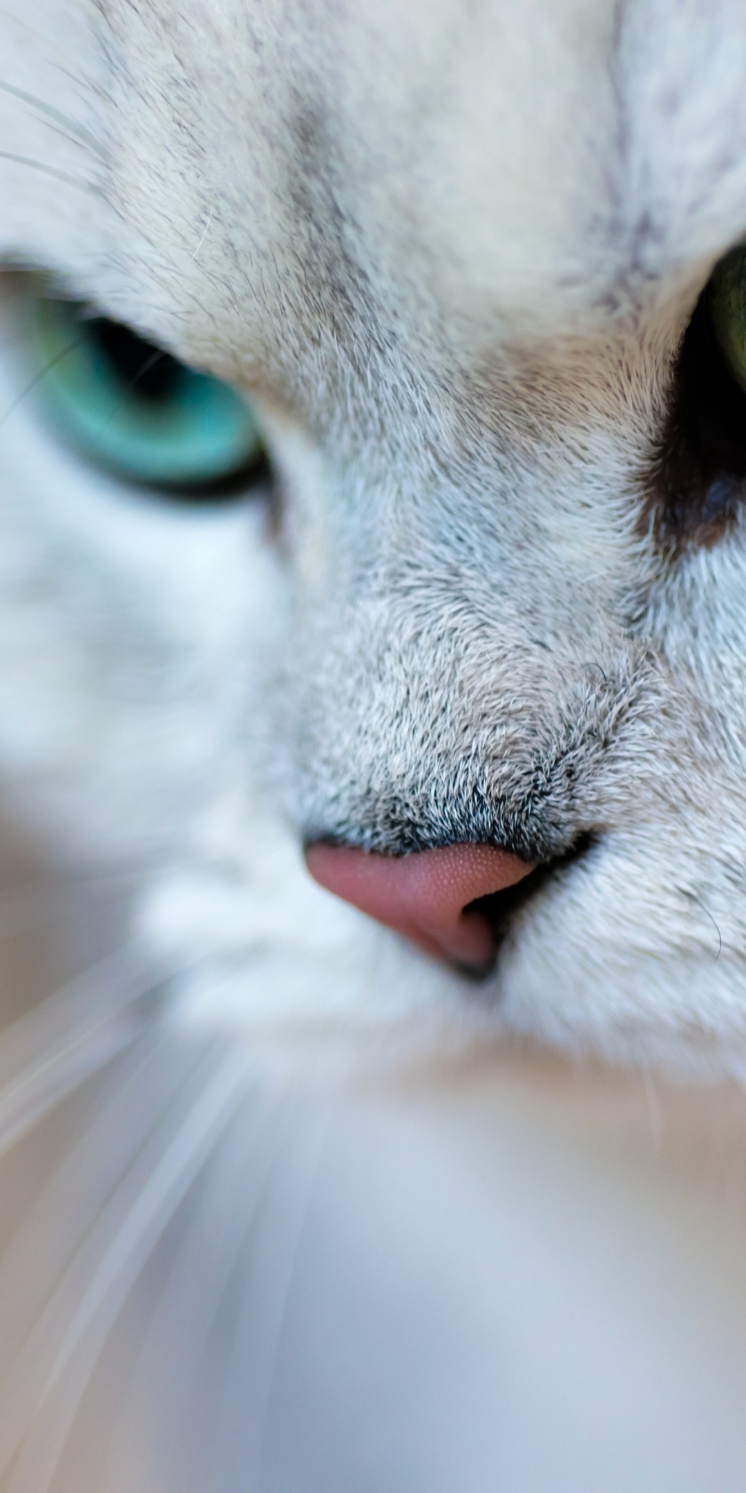 Картинка: Кошка, кот, взгляд, глаза, усы, нос