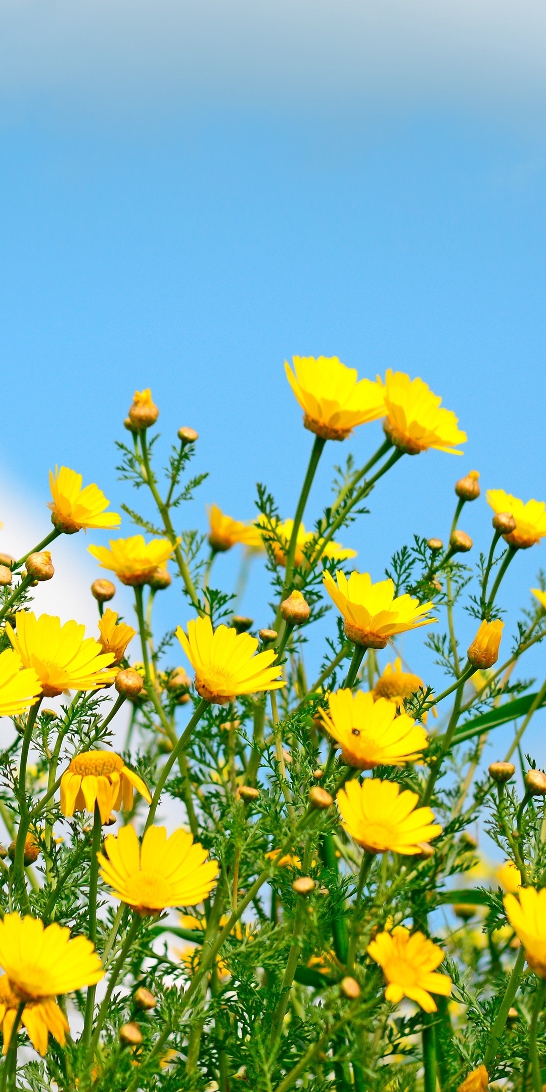Картинка: Жёлтые, цветы, полевые, небо