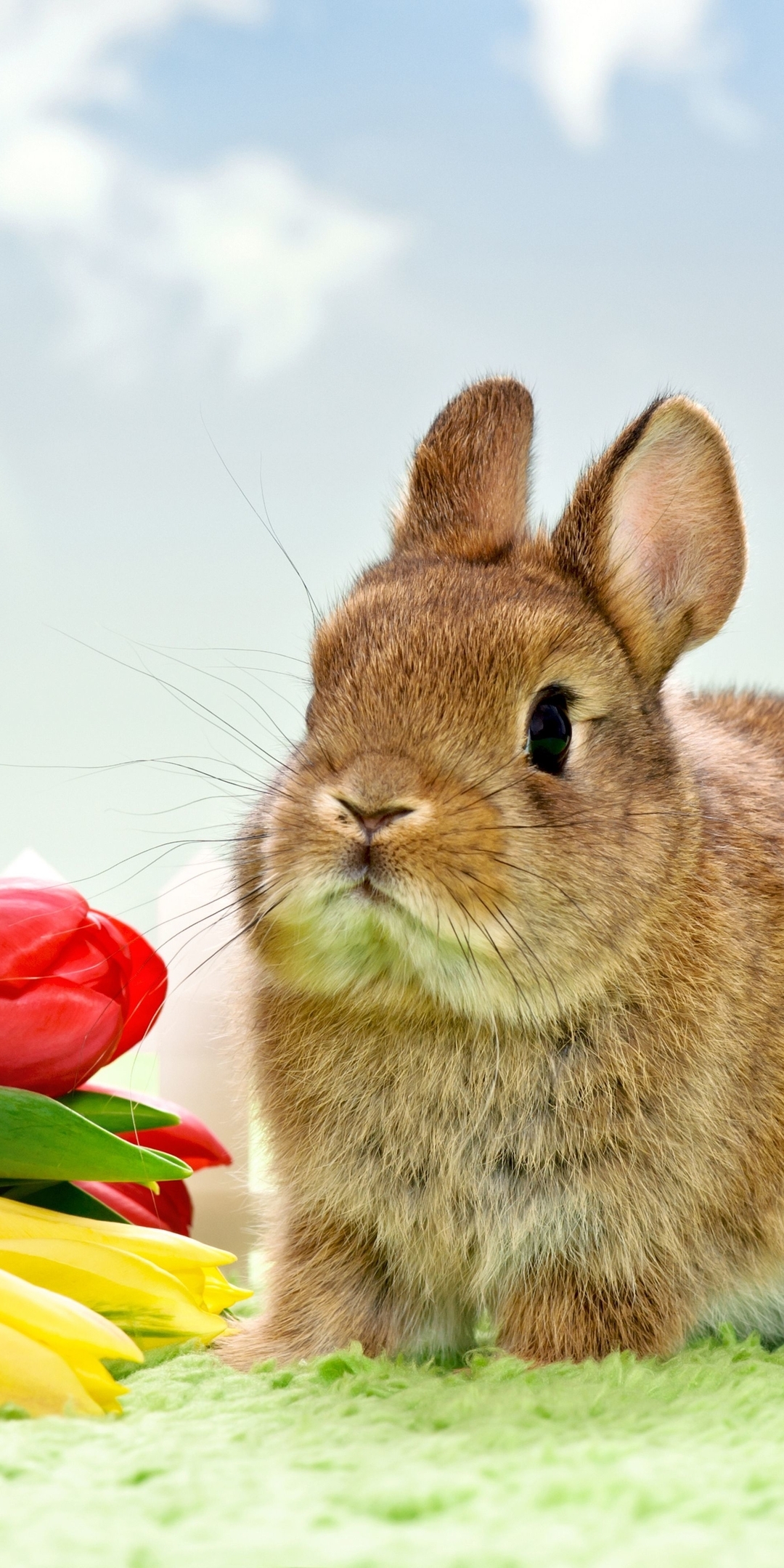 Image: Rabbit, fluffy, bouquet, tulips, flowers, spring, March 8