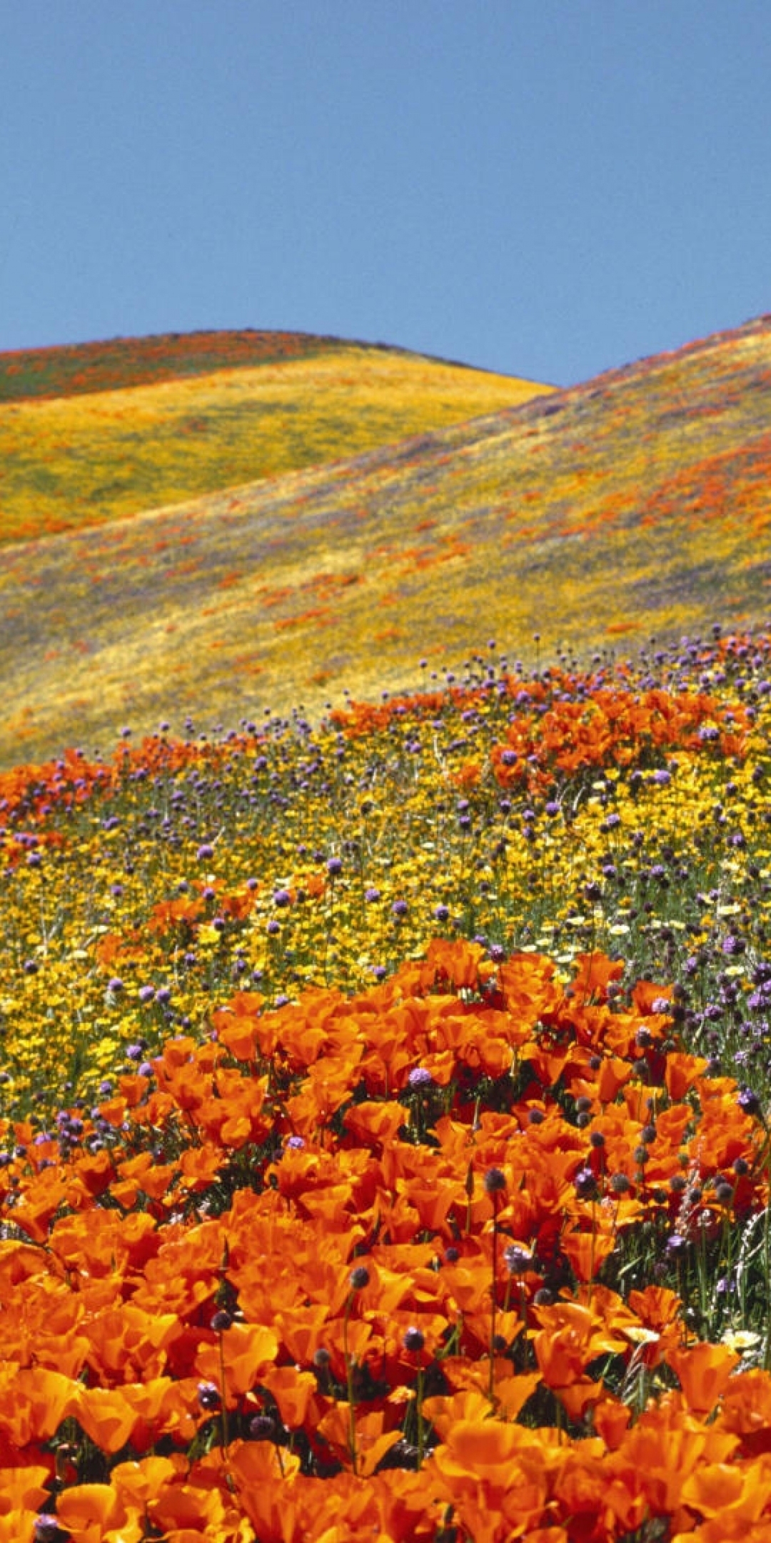 Картинка: Цветы, долина, поле, холмы, небо, лето