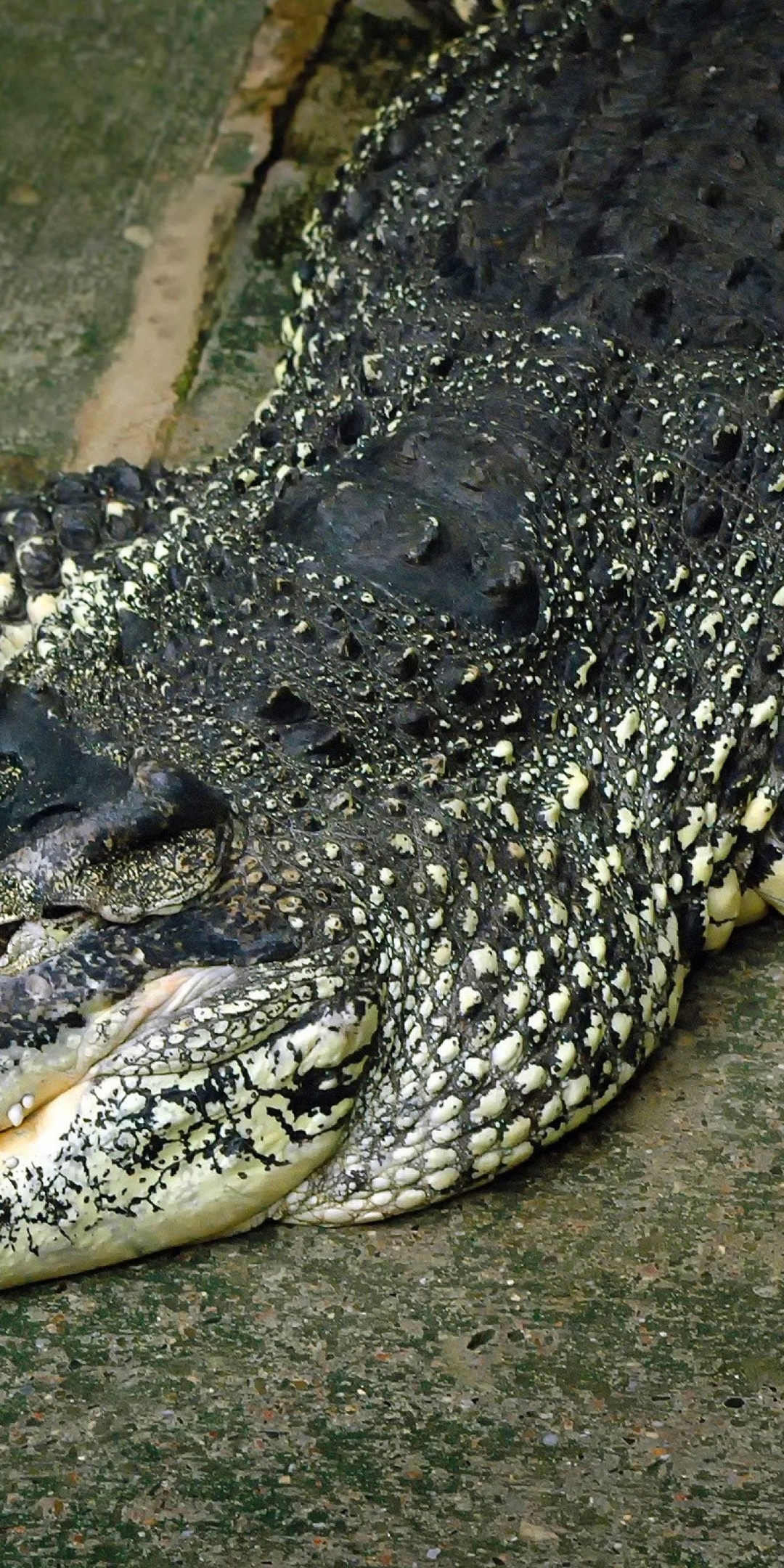Image: Alligator, crocodile, teeth, predator, reptile