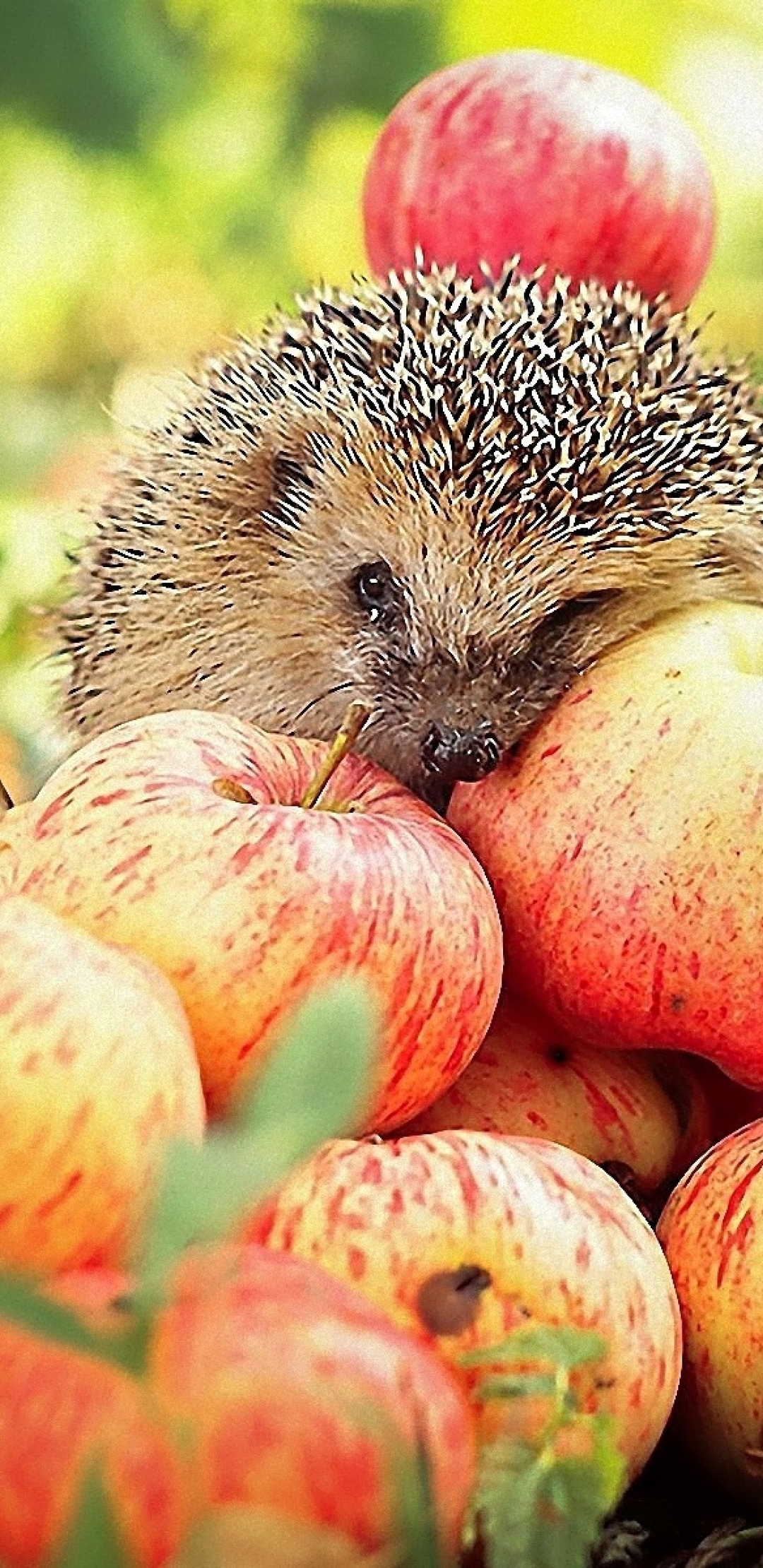 Image: Hedgehog, eyes, needles, muzzle, apples, harvest, leaves
