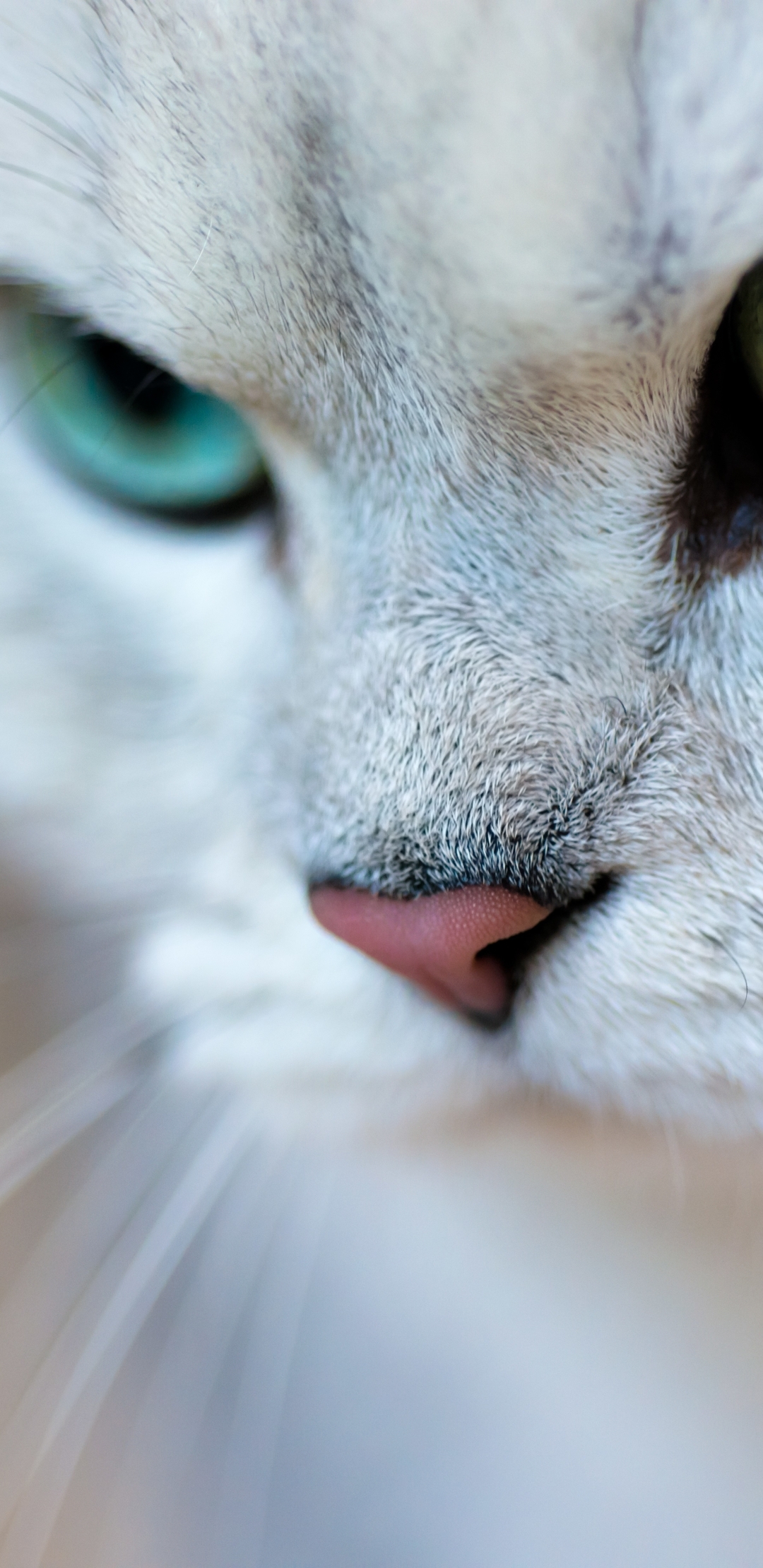 Image: Cat, look, eyes, mustache, nose