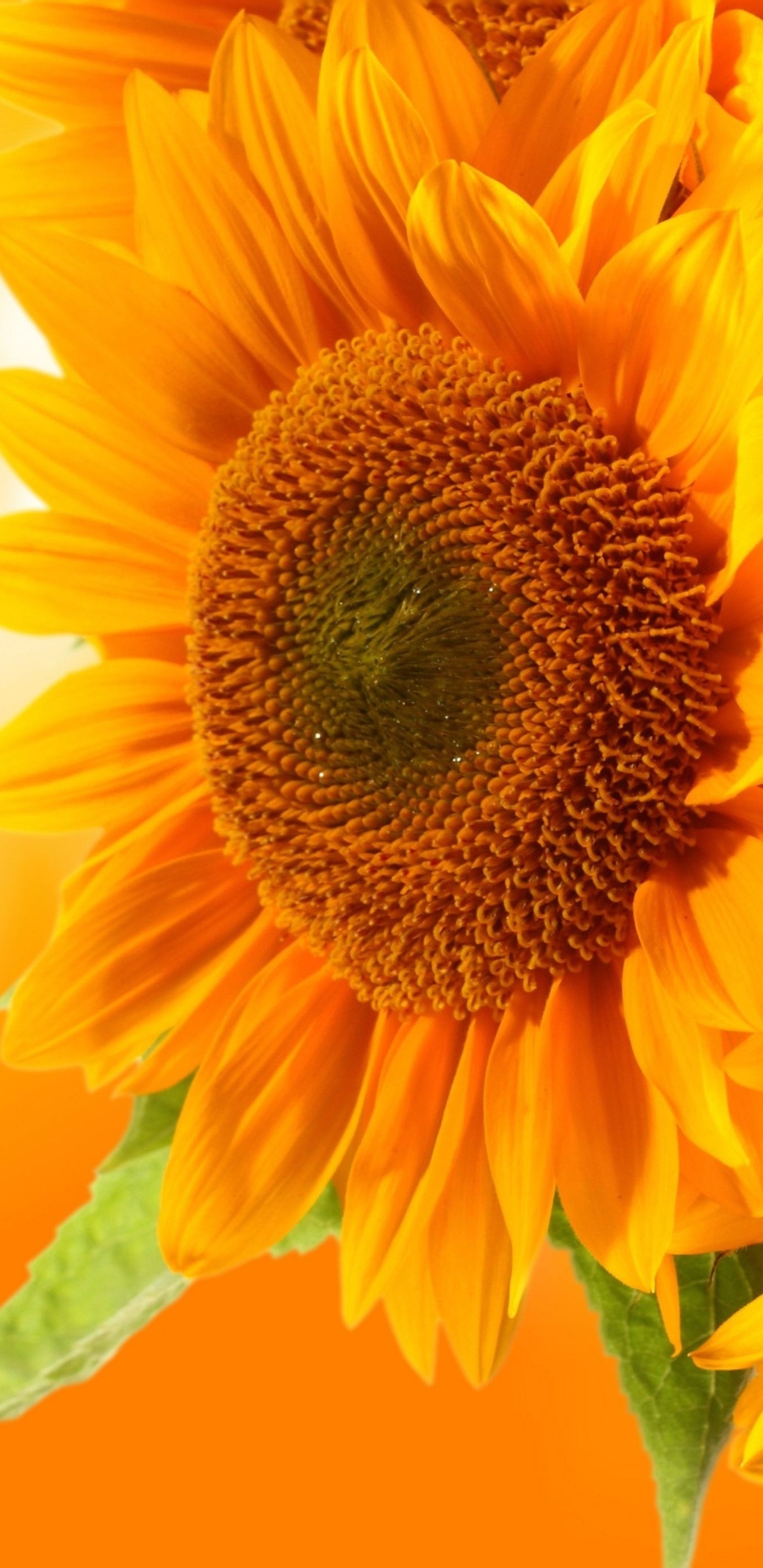 Image: Sunflower, flowers, yellow, bokeh, background