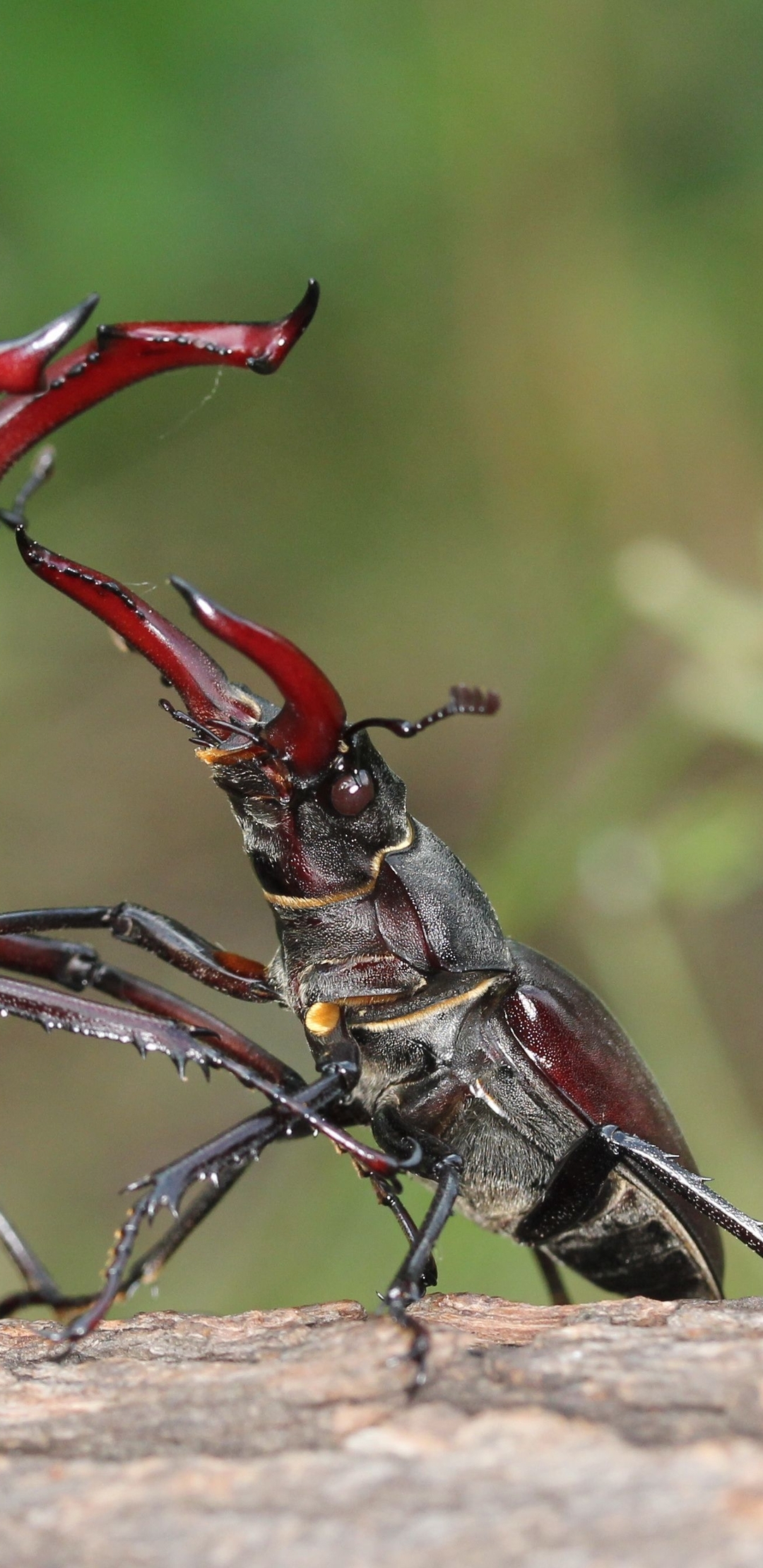 Картинка: Жук-олень, насекомые, борьба, схватка