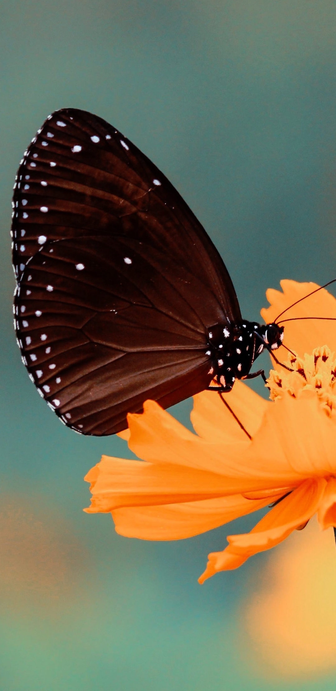 Картинка: Бабочка, цветок, жёлтый, размытый фон