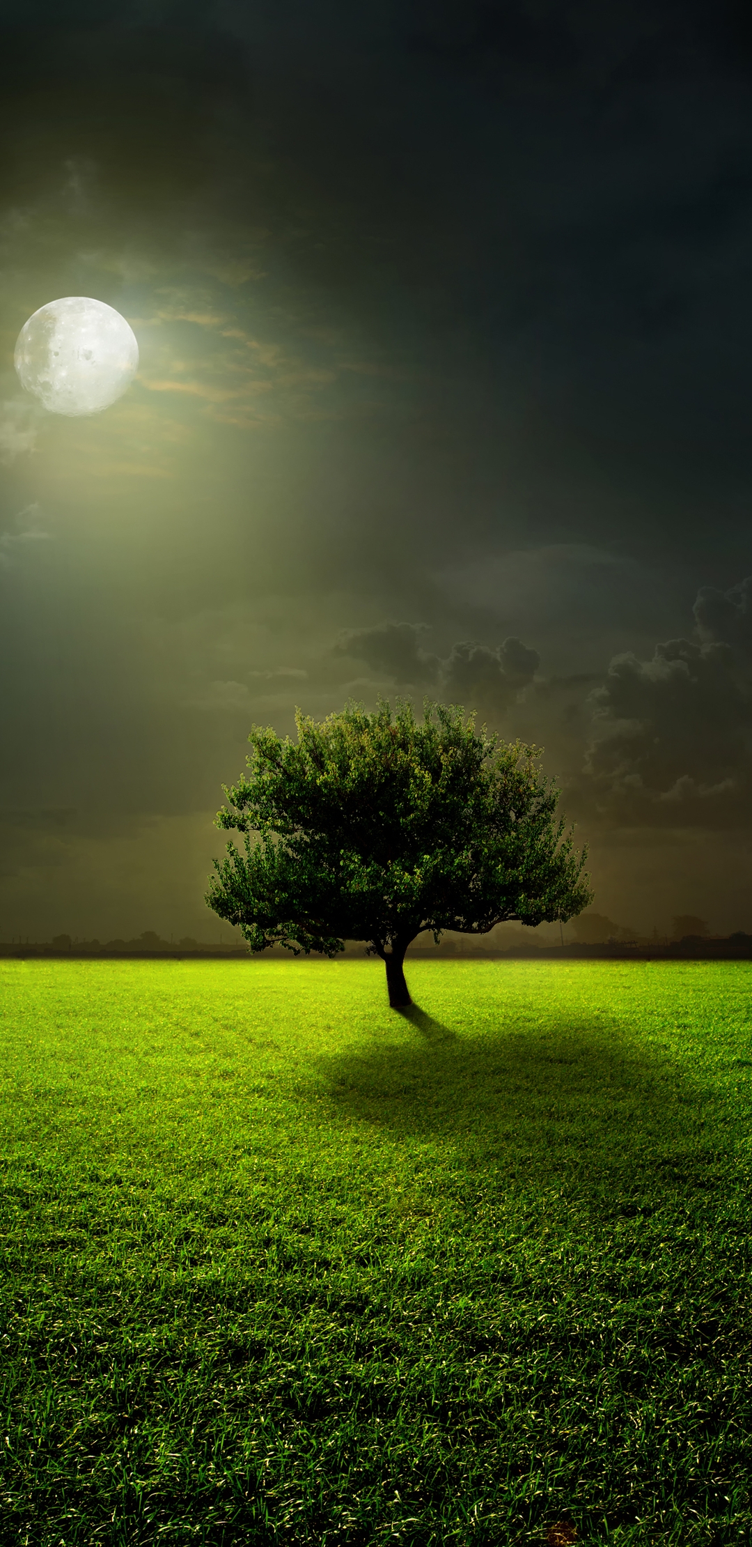 Image: Tree, field, grass, night, moon, full moon, light, reflection, sky, clouds