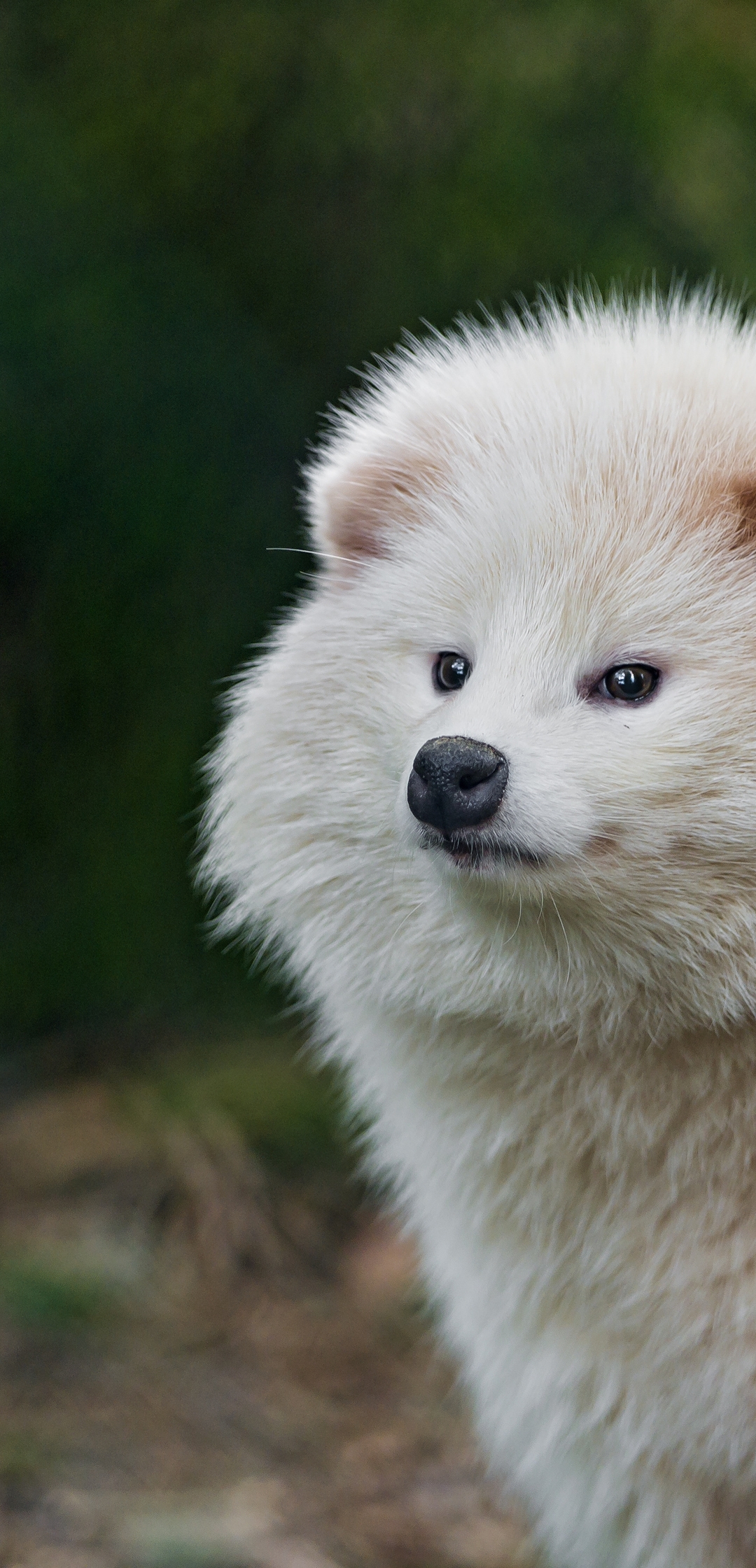 Image: Raccoon, dog, carnivore, omnivore, white, furry, nose, ears