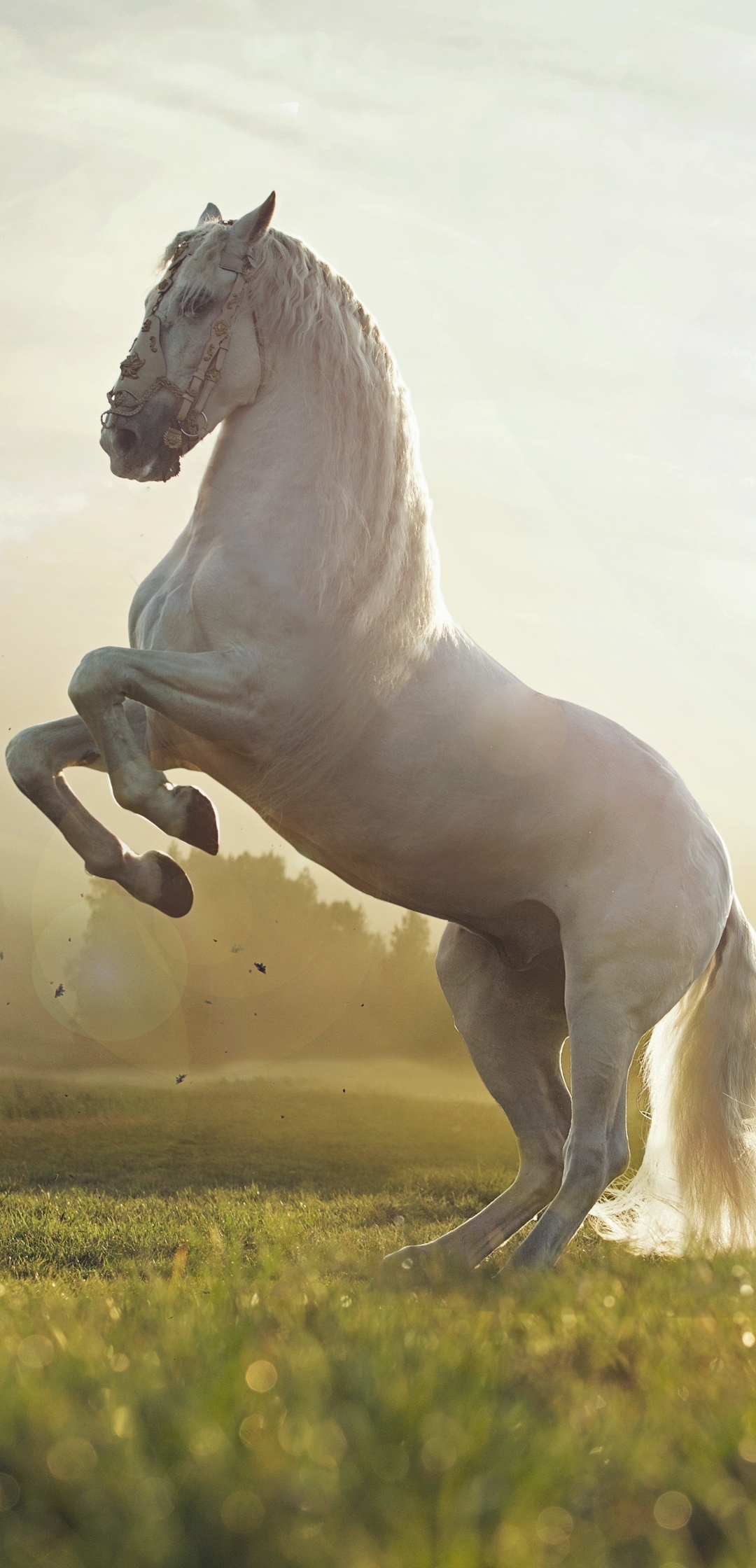 Картинка: Лошадь, белая, поле, стойка, пейзаж, солнце, туман