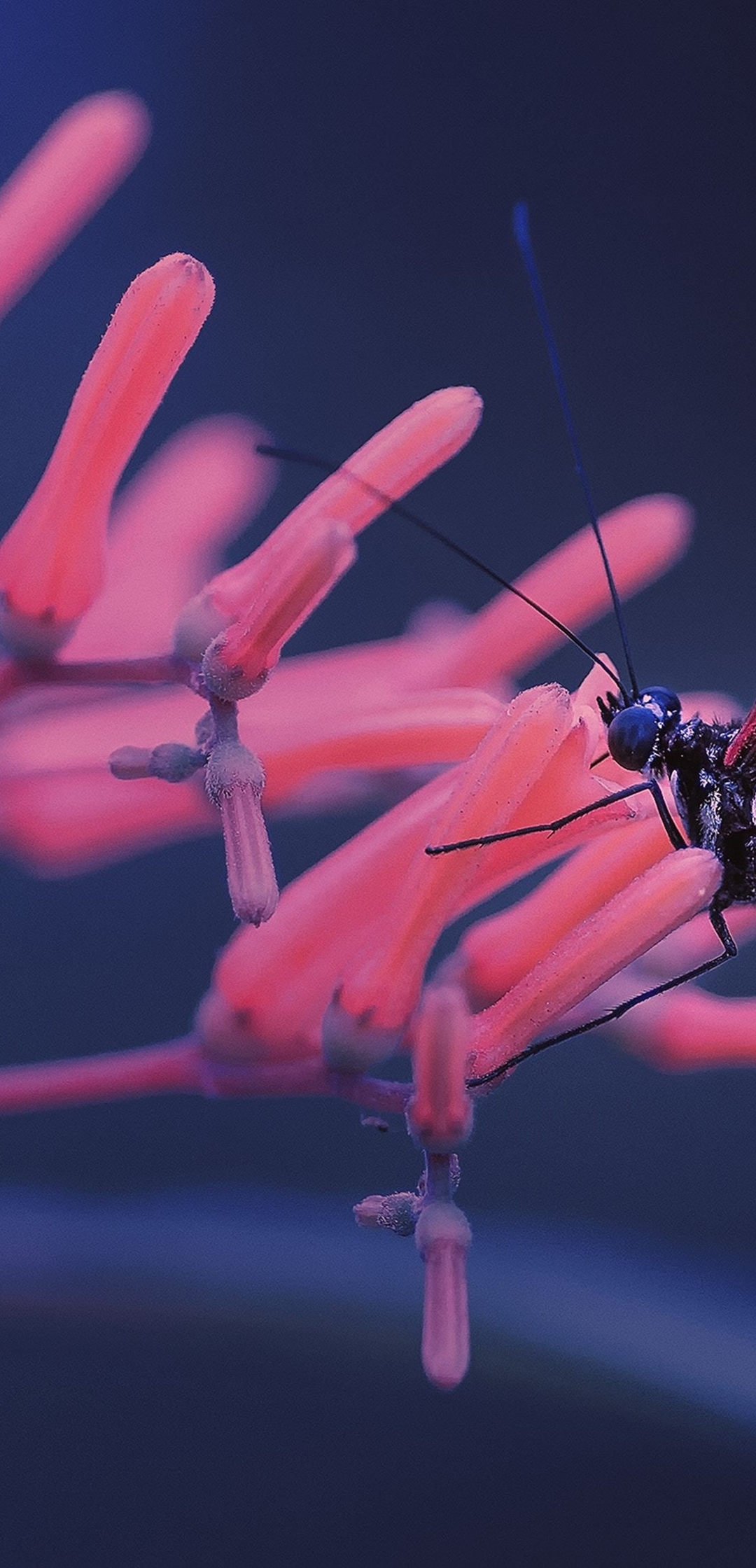 Image: Butterfly, wings, sitting, flower, stems, blurring
