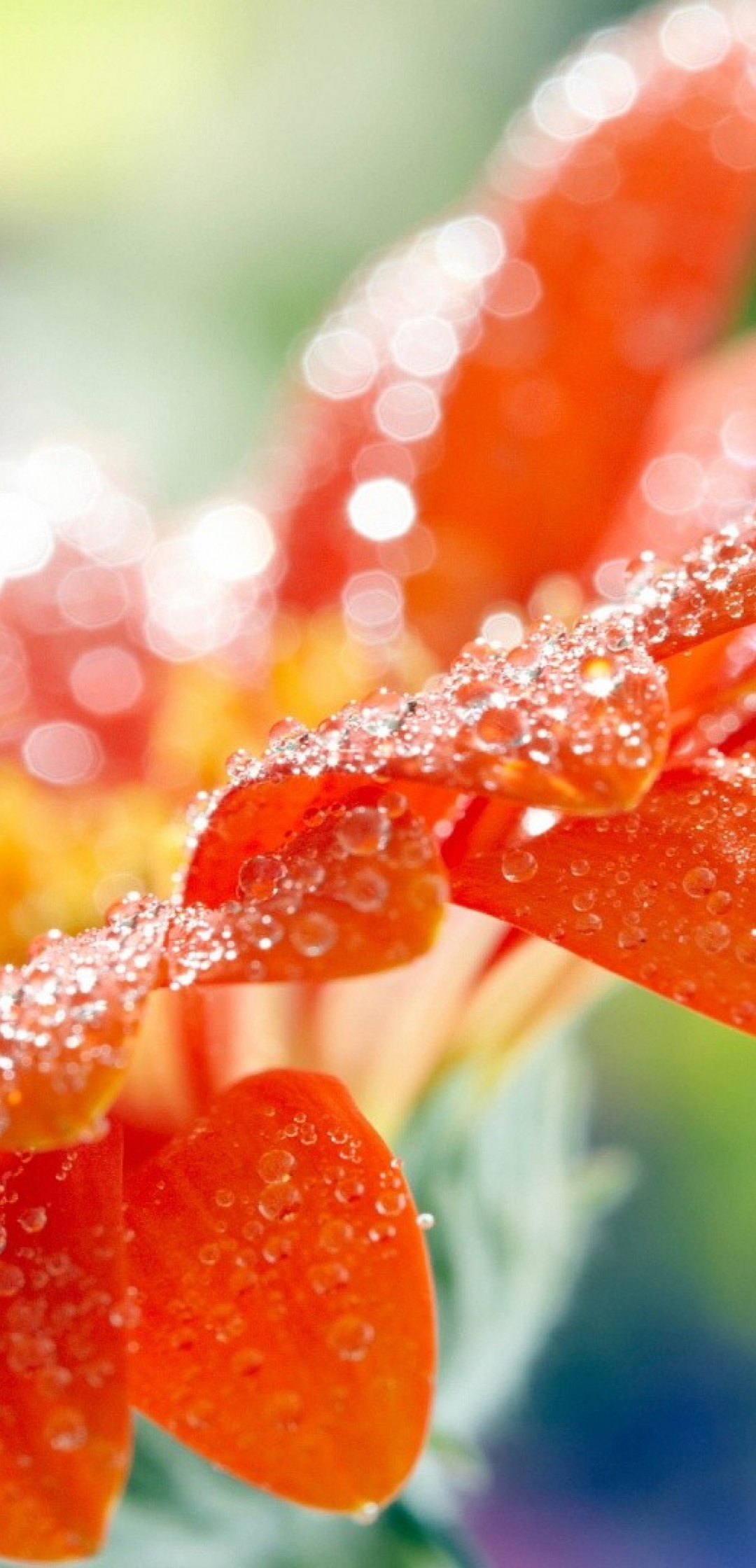 Картинка: Гербера, цветок, оранжевый, капли, размытость