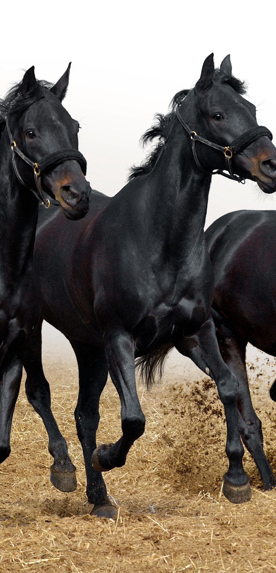 Картинка: Три, лошади, кони, бегут, скачут, грива, чёрные, хвост, копыта