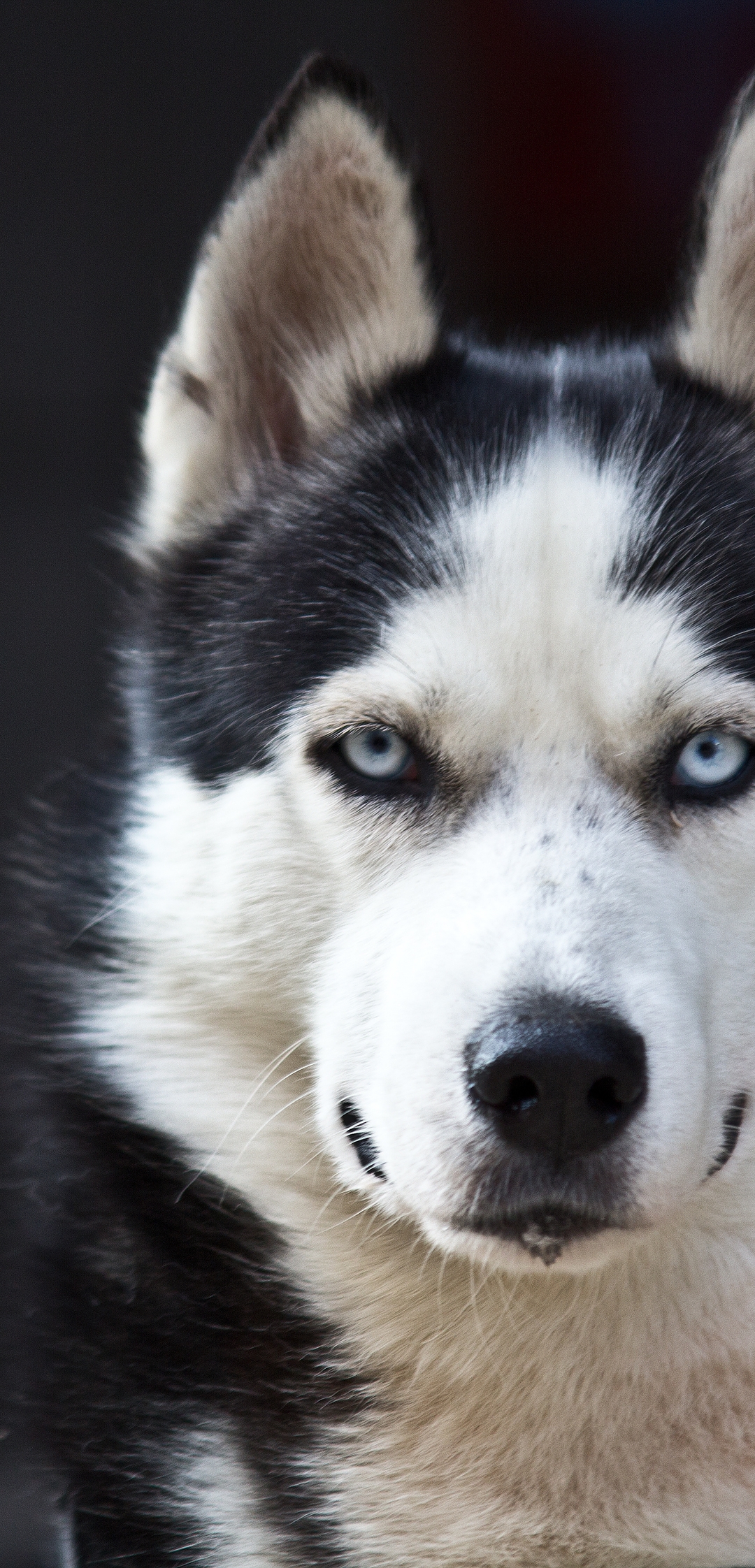 Image: Husky, muzzle, black, white, color, looks