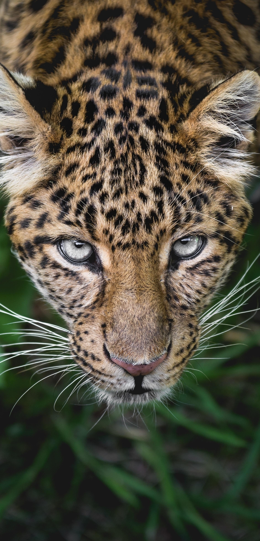 Картинка: Леопард, пятна, морда, хищник, смотрит