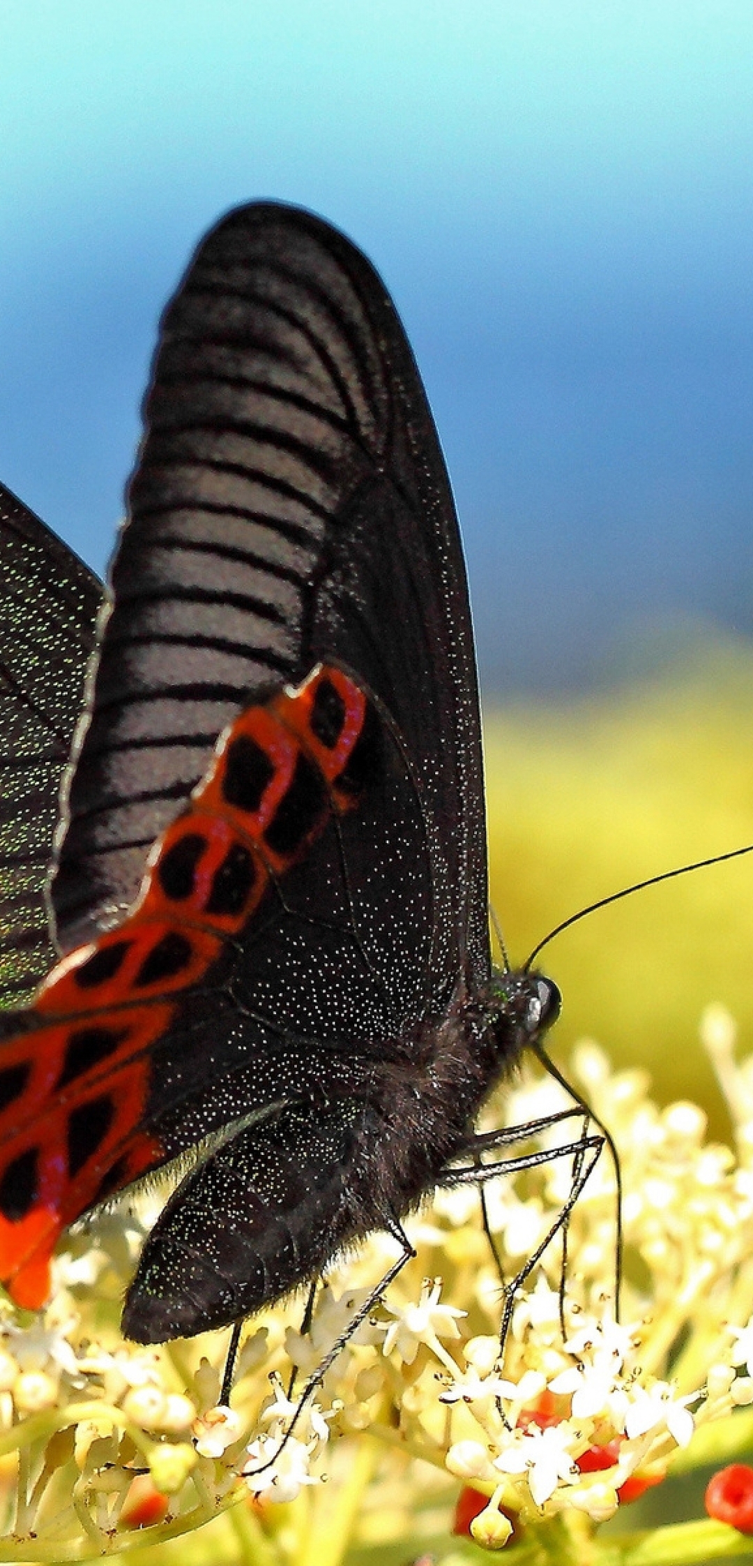 Image: Butterfly, swallowtail Papilio, wings, flower, nectar