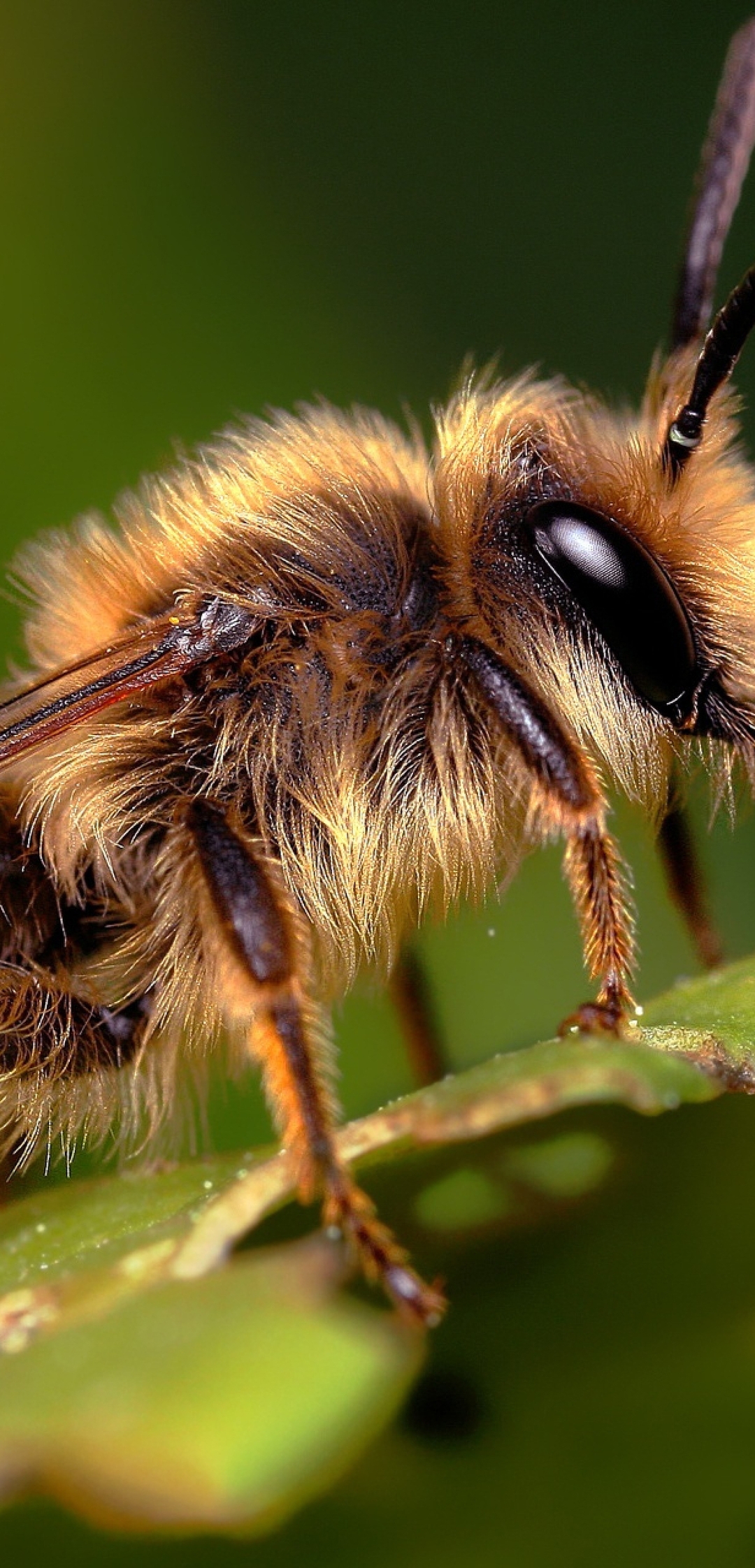 Картинка: Пчела, макро, волосинки, насекомое, лист